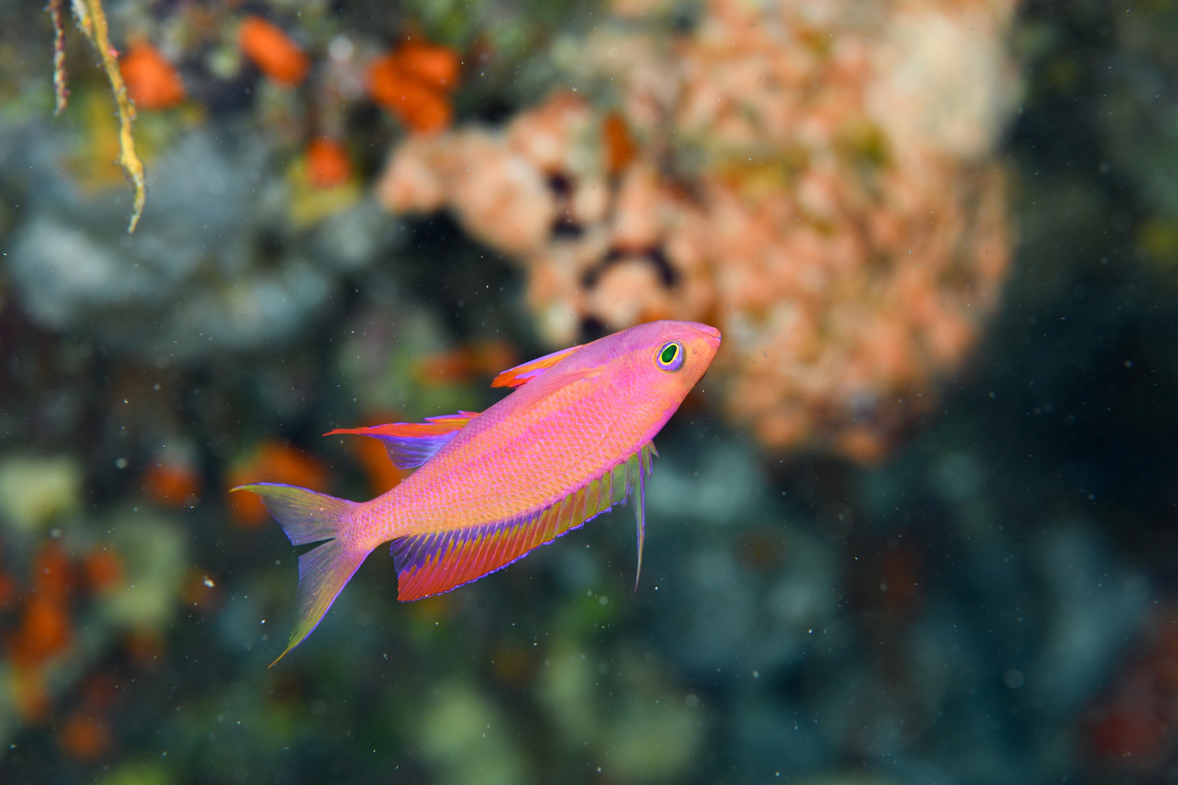 フチドリハナダイのオス(Pseudanthias randalli)
