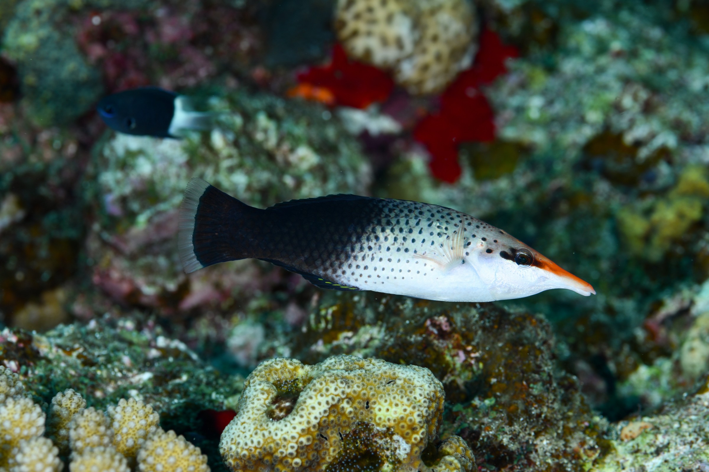 クギベラ(Gomphosus varius)