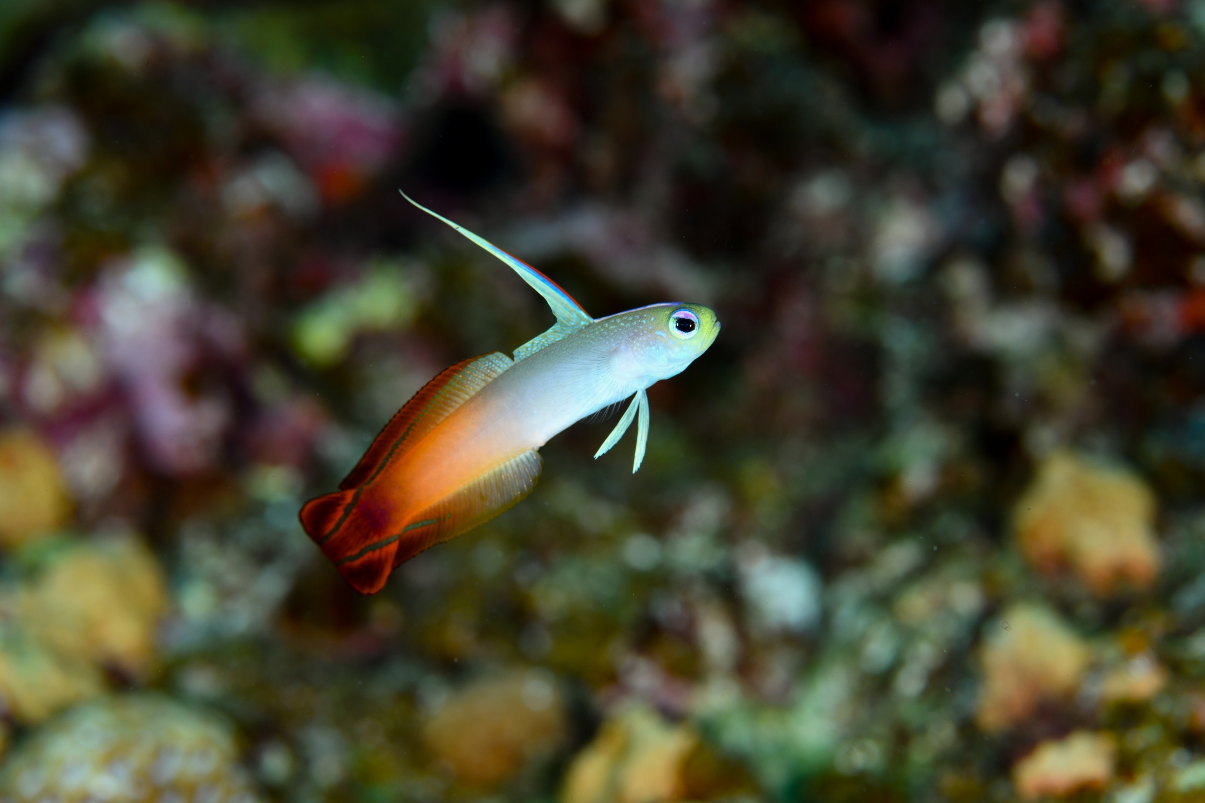 ハタタテハゼ(Nemateleotris magnifica)