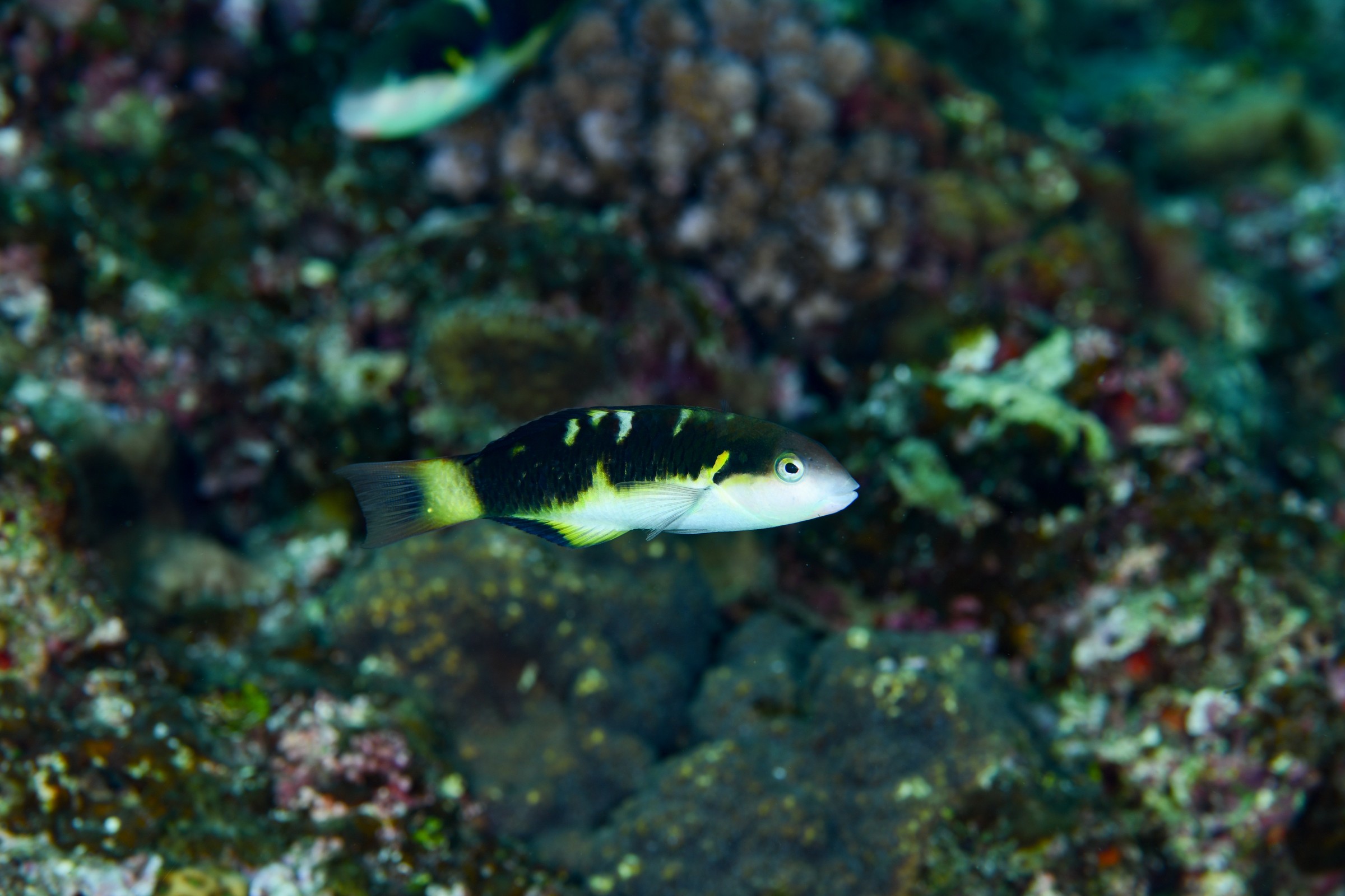 ヤンセンニシキベラ(Thalassoma jansenii)