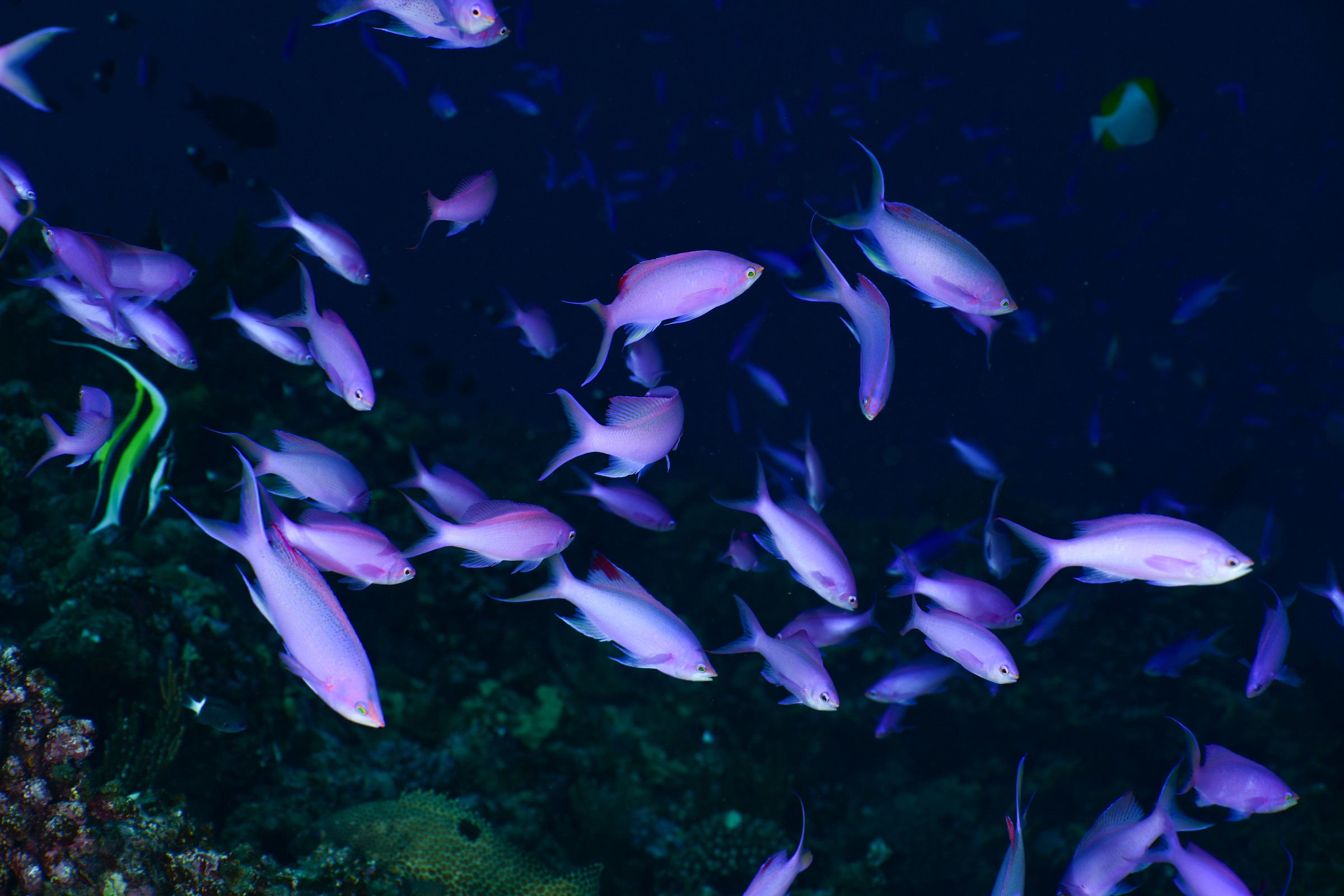ハナゴイの群れ(Mirolabrichthys pascalus)