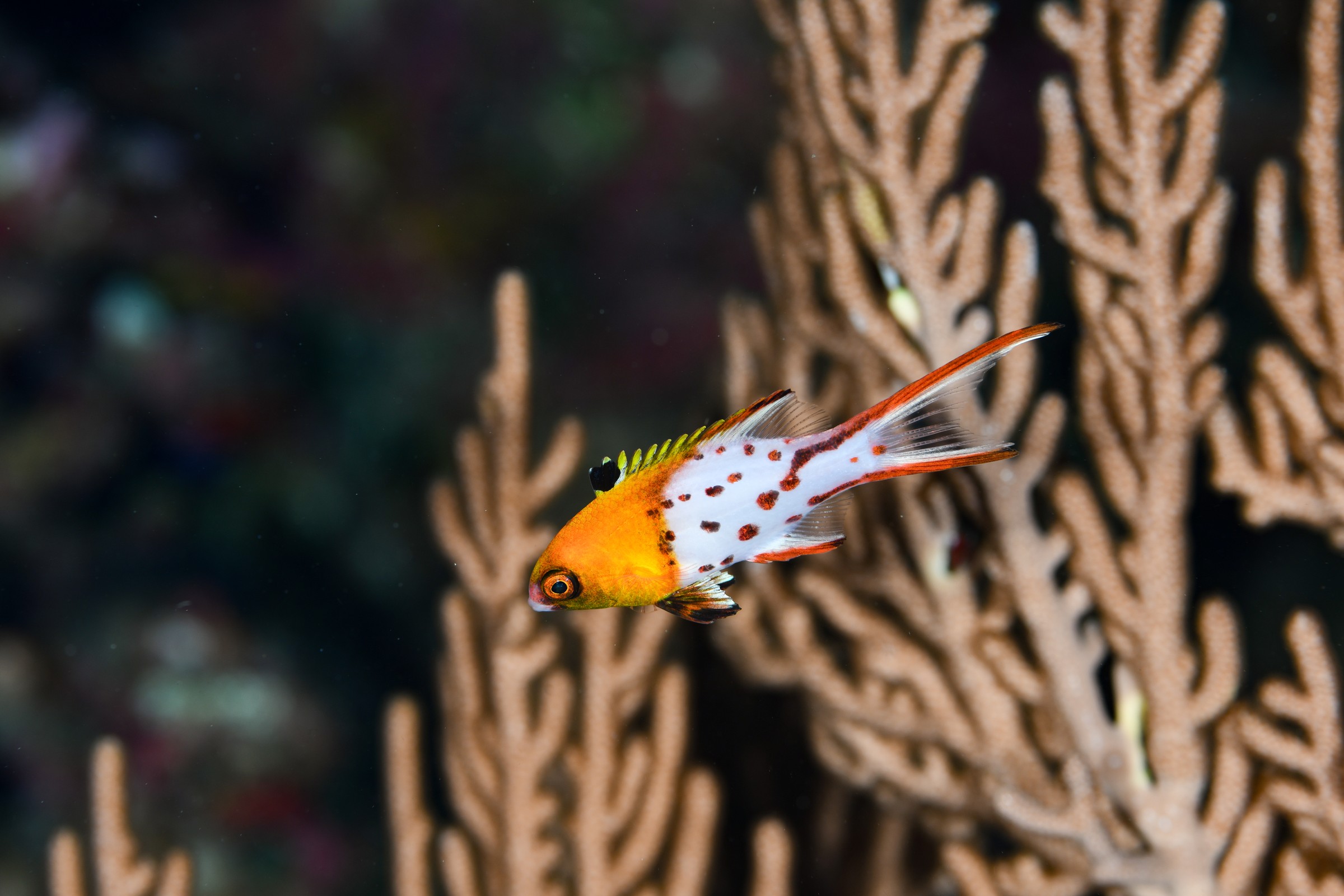 ヒオドシベラ(Bodianus anthioides)