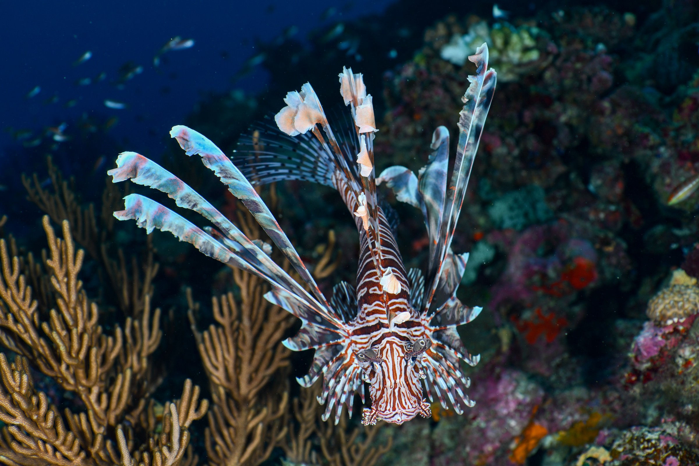 ハナミノカサゴ(Pterois volitans)