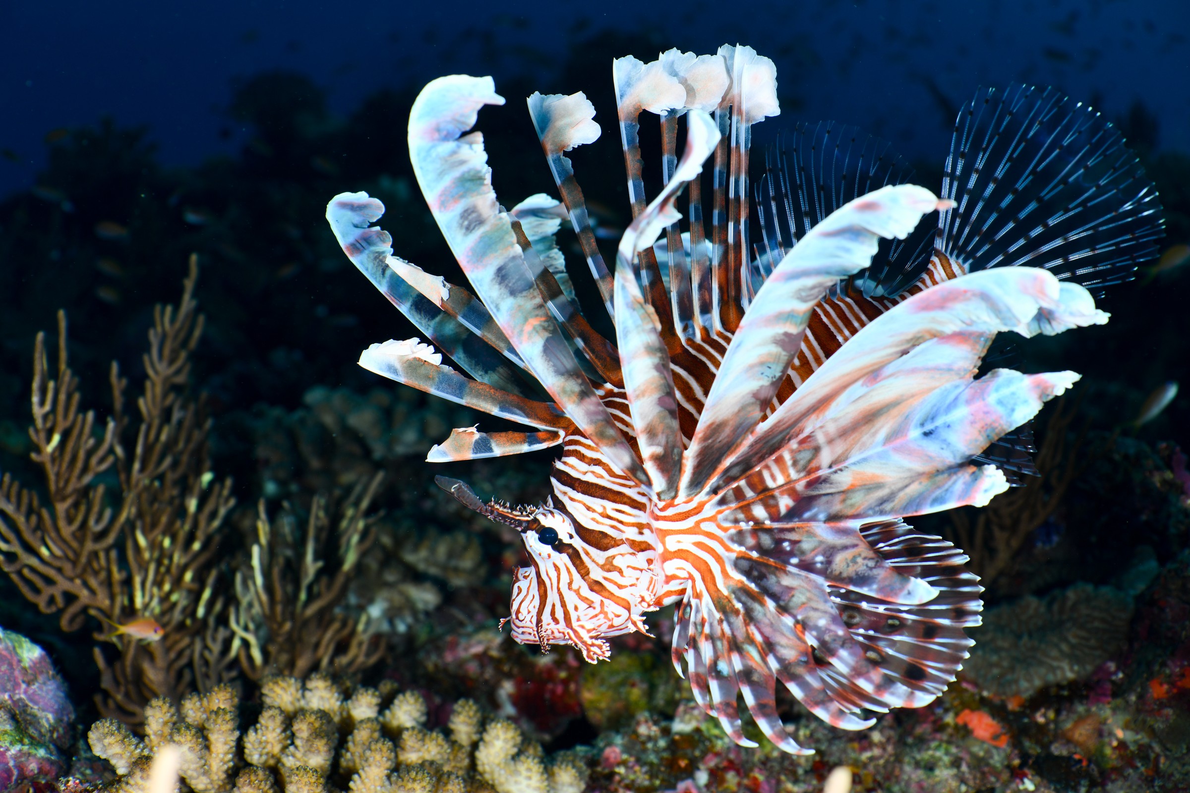 ハナミノカサゴ(Pterois volitans)