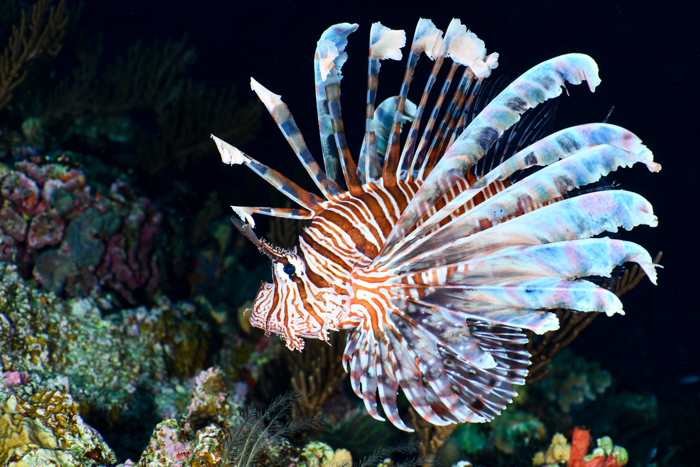 ハナミノカサゴ(Pterois volitans)
