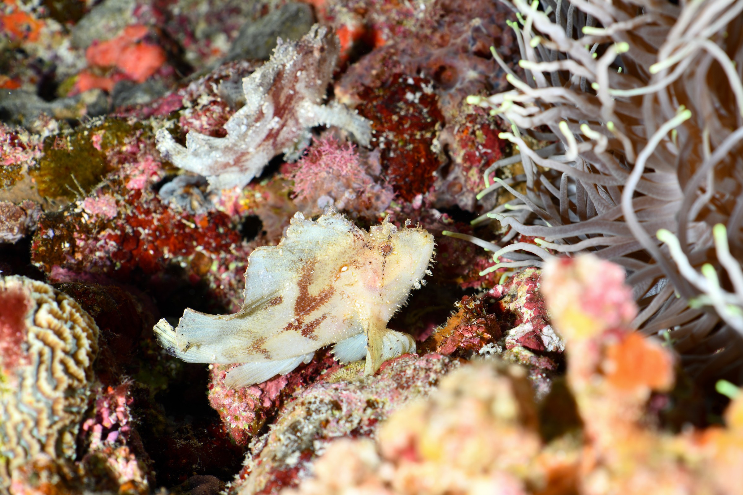 ハダカハオコゼ(Taenianotus triacanthus)