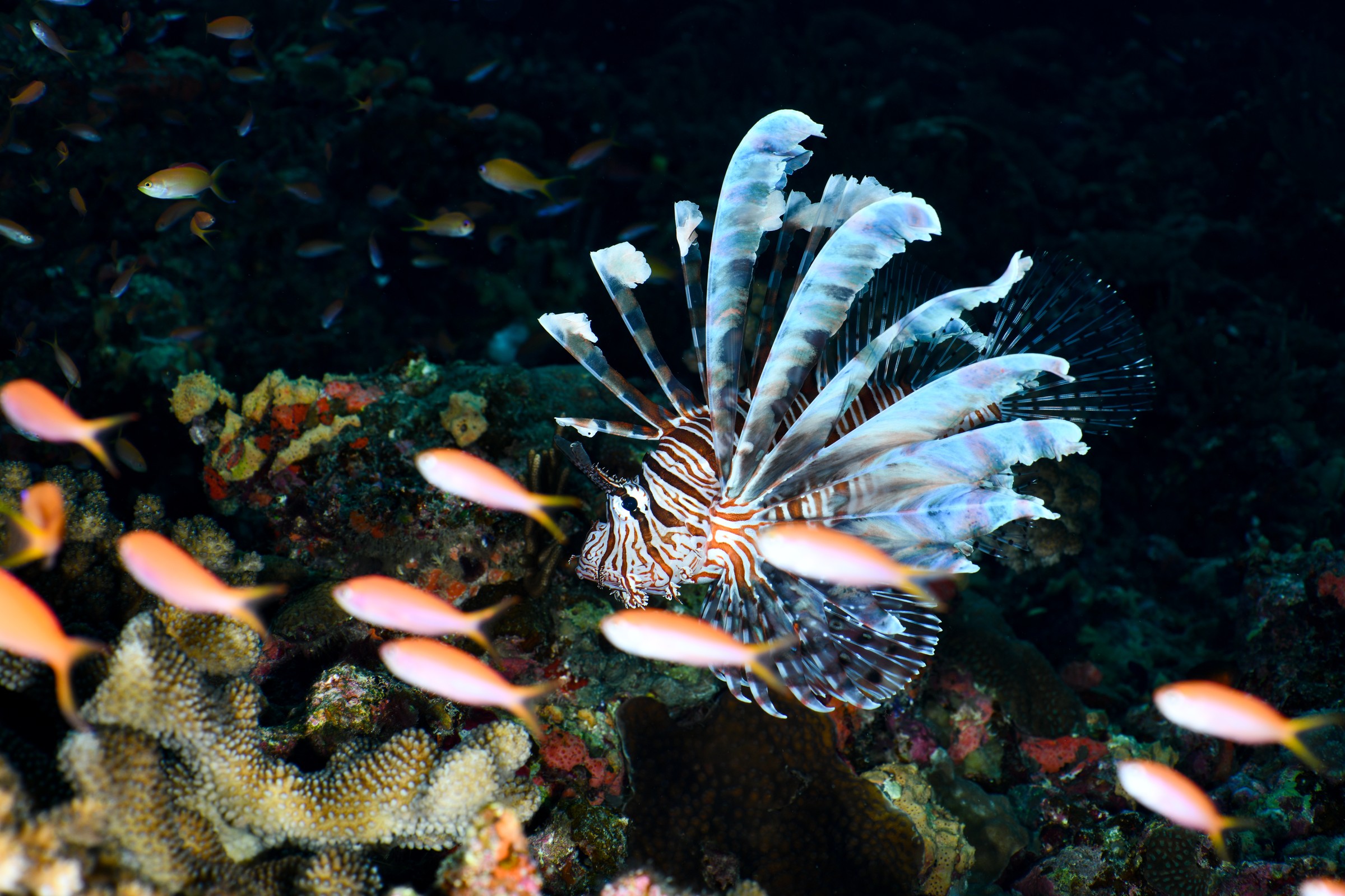 ハナミノカサゴ(Pterois volitans)