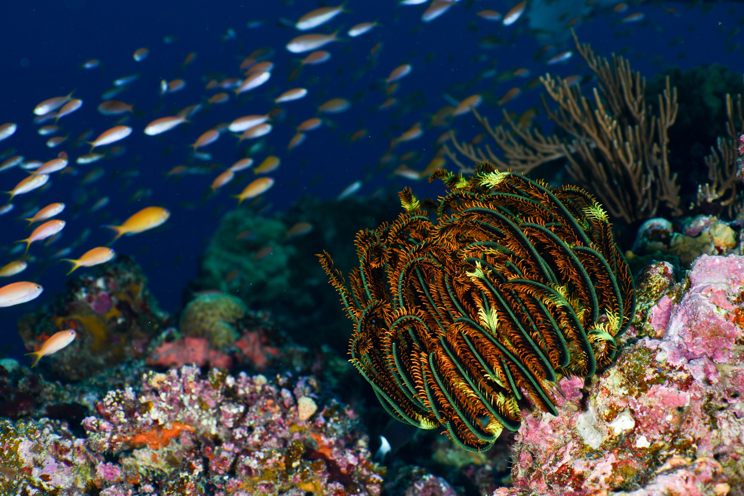 サンゴ礁を泳ぐ魚たち
