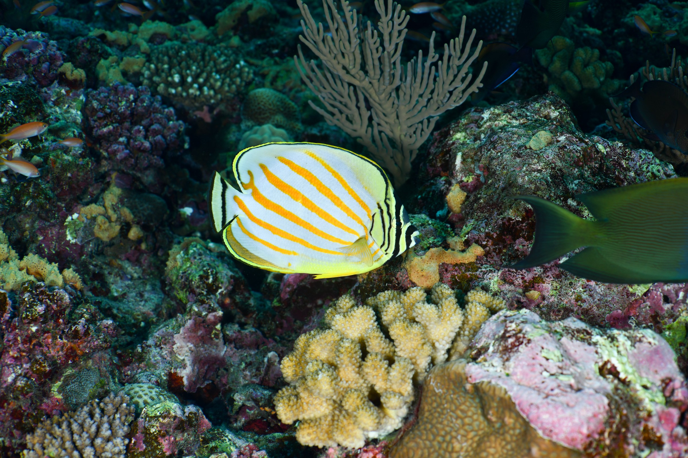 ハナグロチョウチョウウオ(Chaetodon ornatissimus)