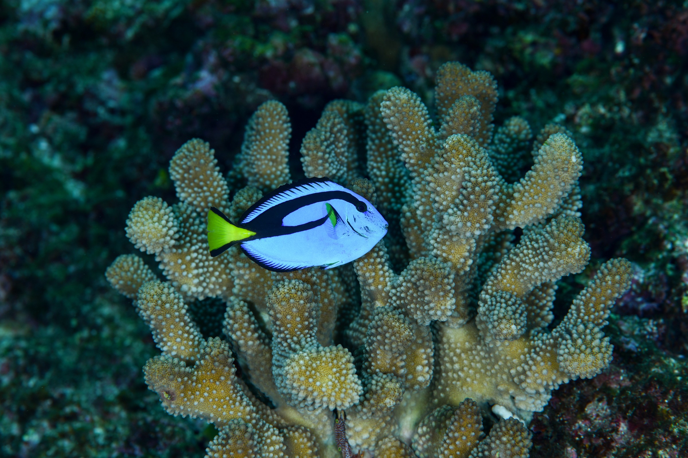 ナンヨウハギ(Paracanthurus hepatus)