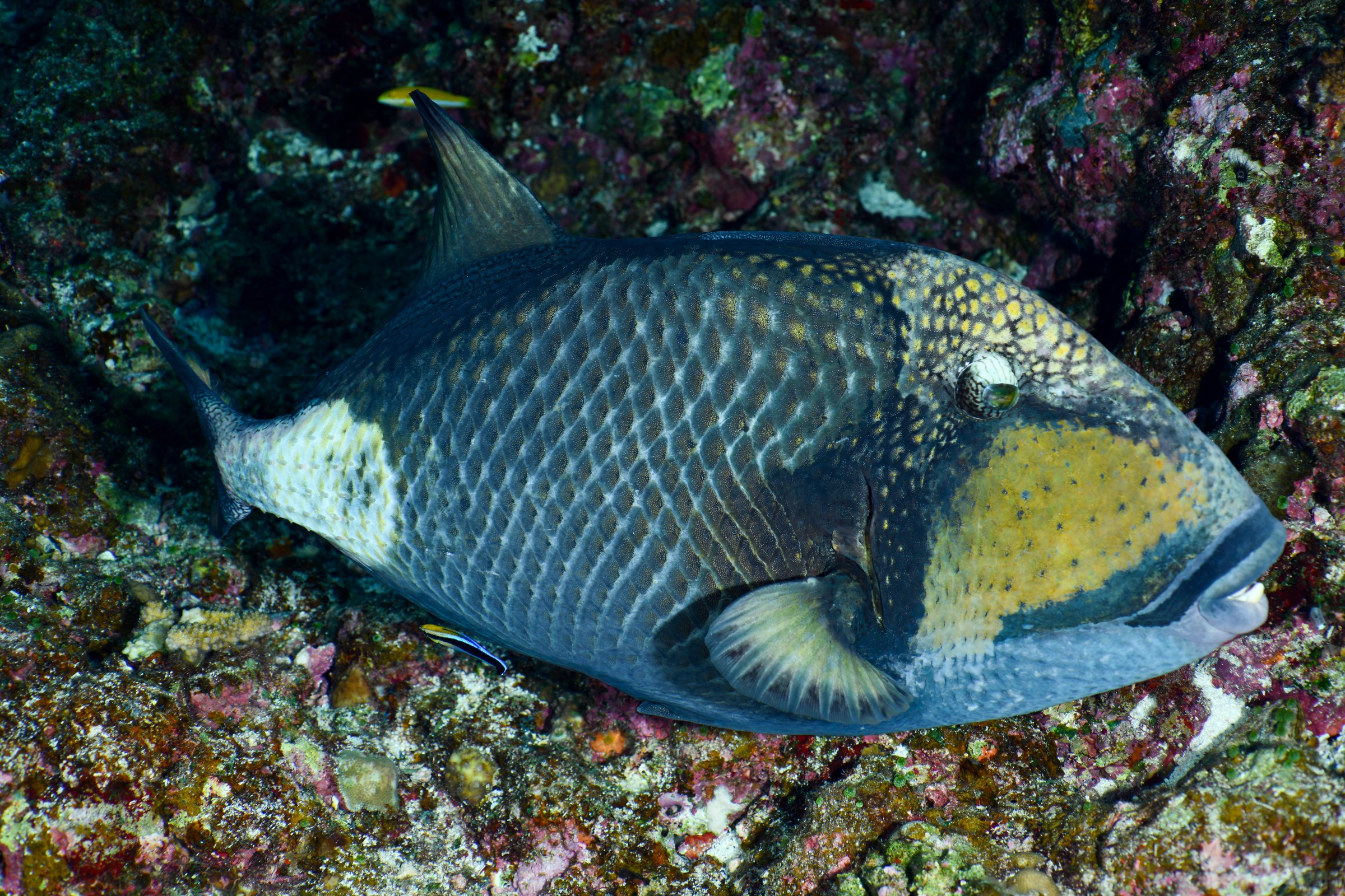 モンガラカワハギ(Balistoides conspicillum)
