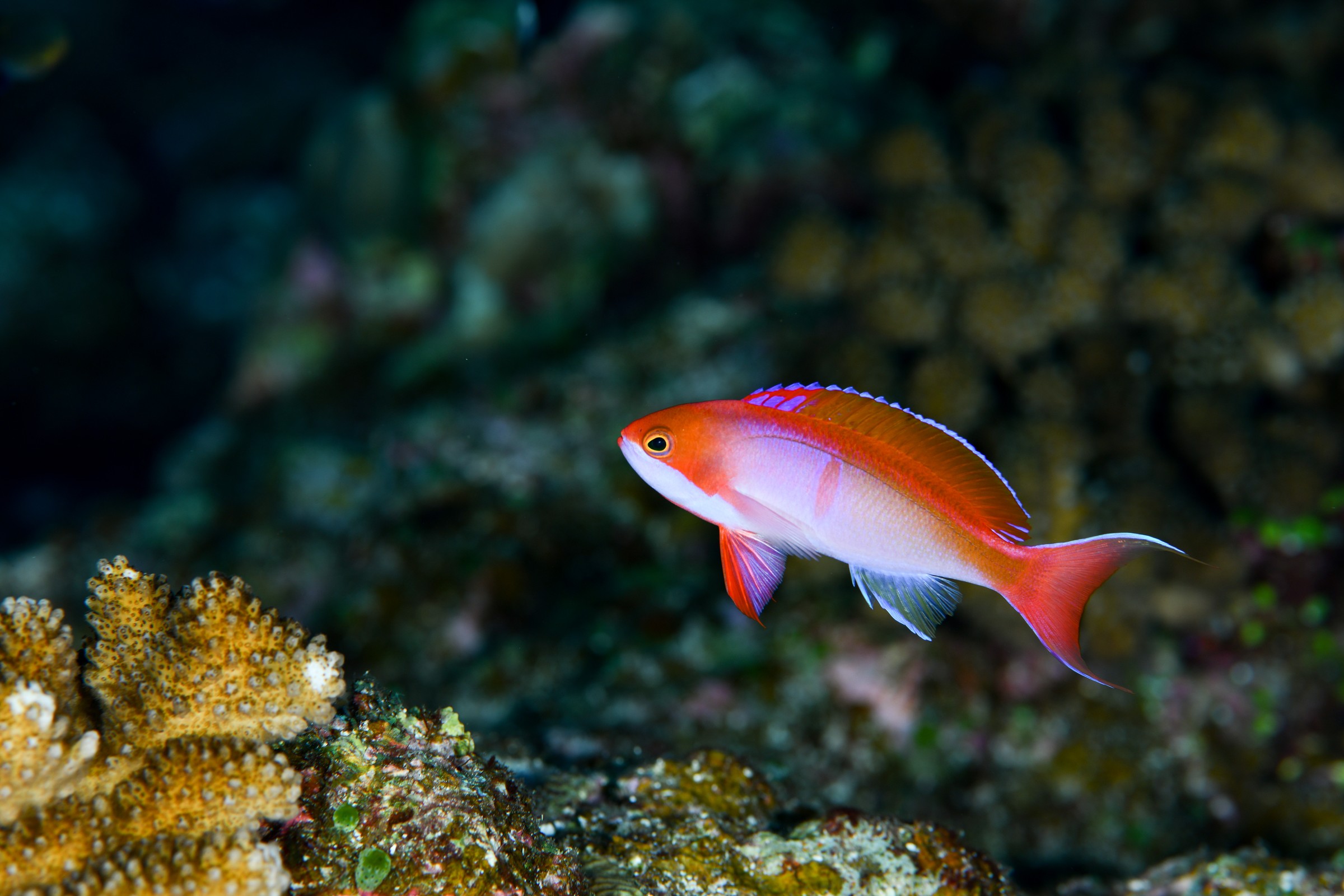 カシワハナダイ(婚姻色)(Pseudanthias cooperi)