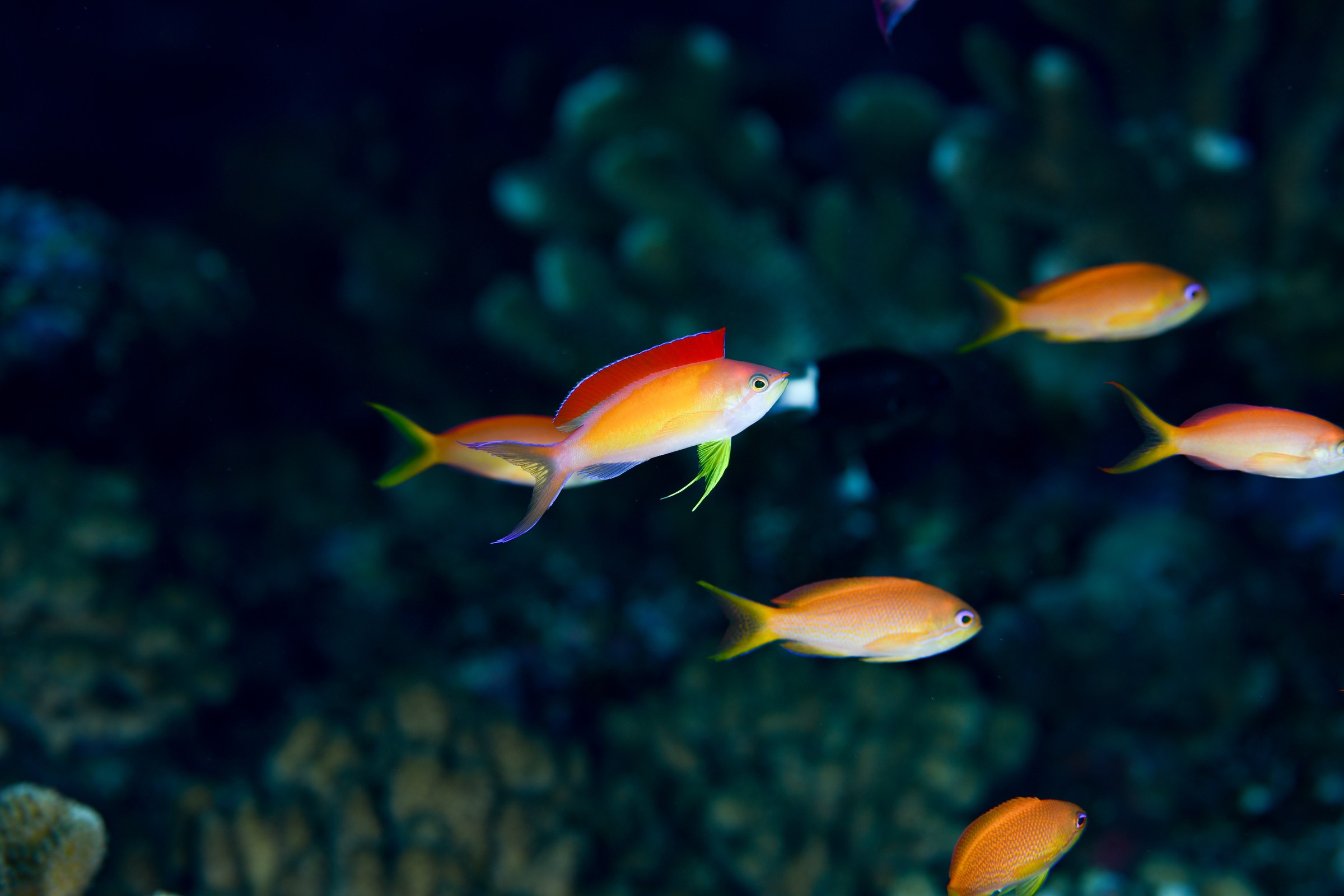アカネハナゴイのオス(Nemanthias dispar)