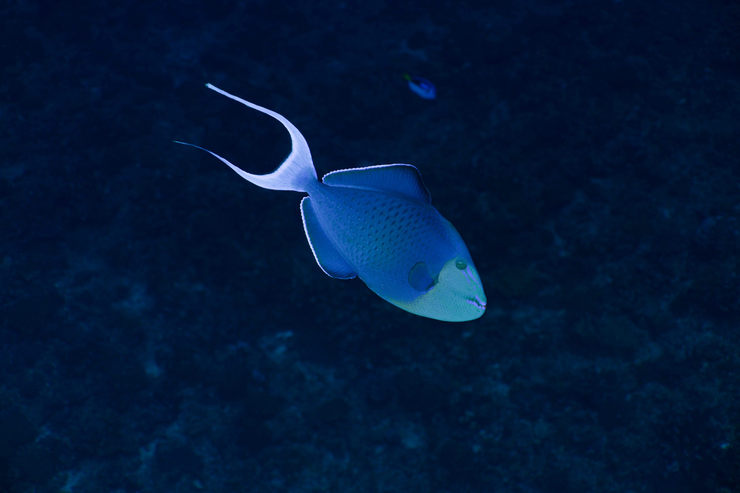 アカモンガラ(Odonus niger)