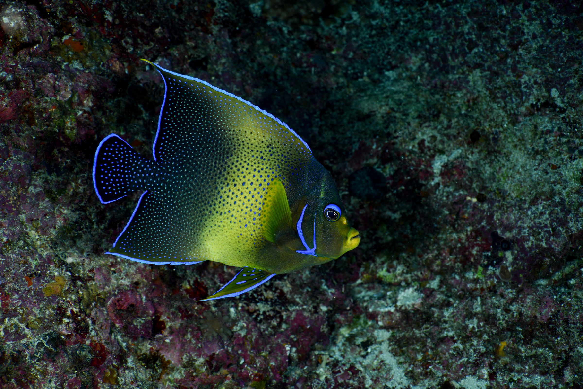 サザナミヤッコ(Pomacanthus semicirculatus)