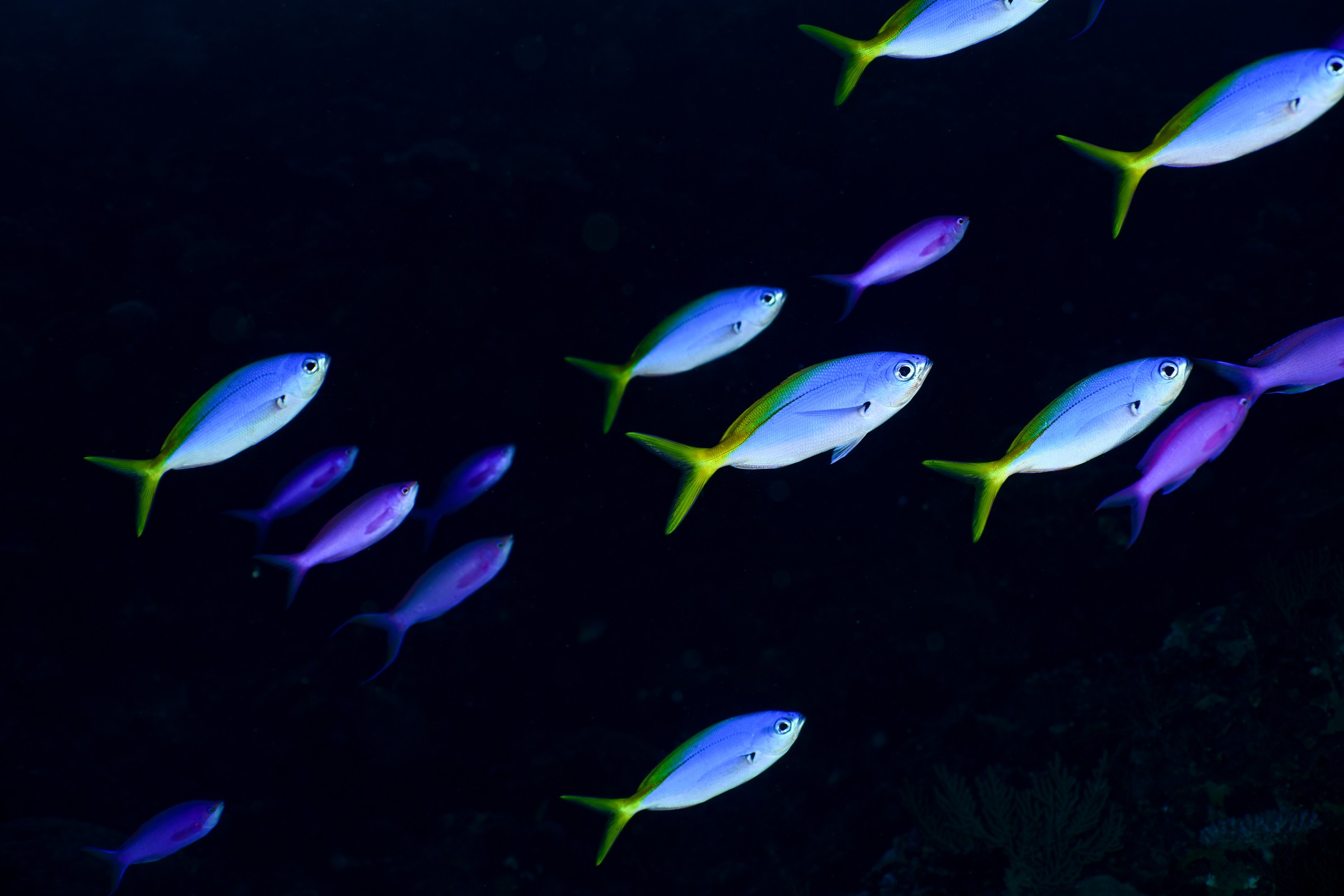ウメイロモドキとハナゴイ(Caesio teres / Mirolabrichthys pascalus)