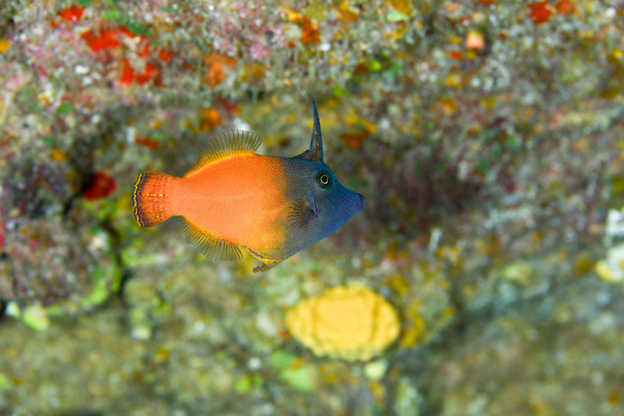 ジョンストンニシキカワハギ(Pervagor aspricaudus)