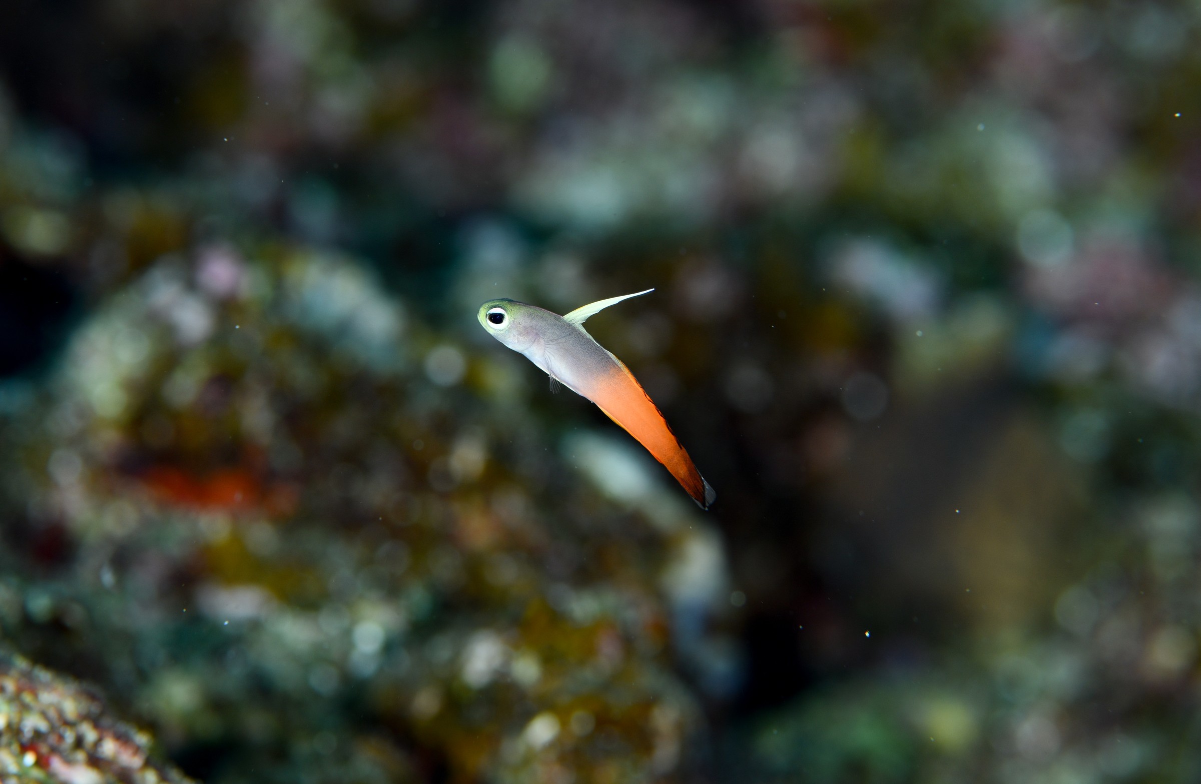 ハタタテハゼの幼魚(Nemateleotris magnifica)