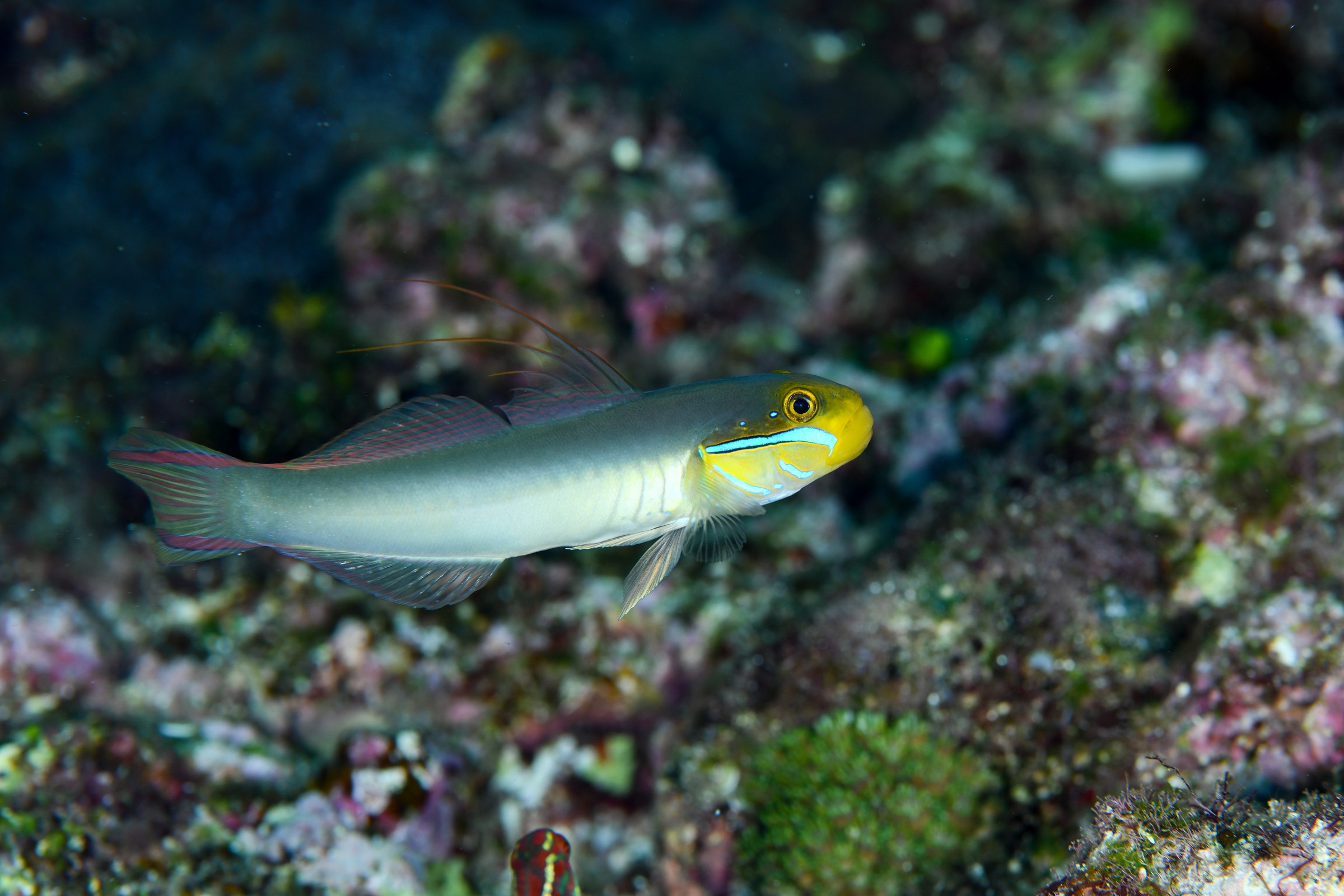 アカハチハゼ(Valenciennea strigata)