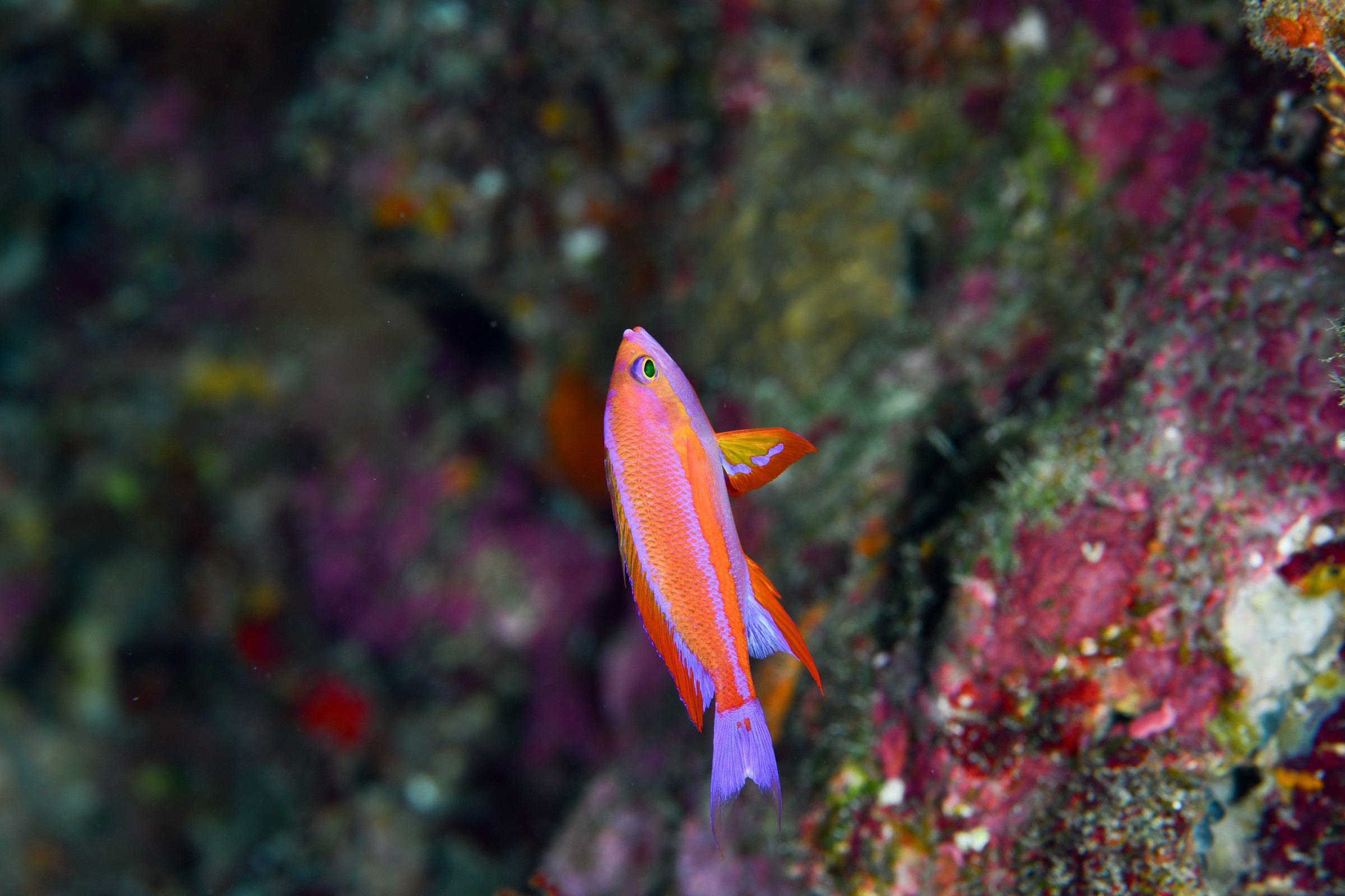 フチドリハナダイのオス(Pseudanthias randalli)