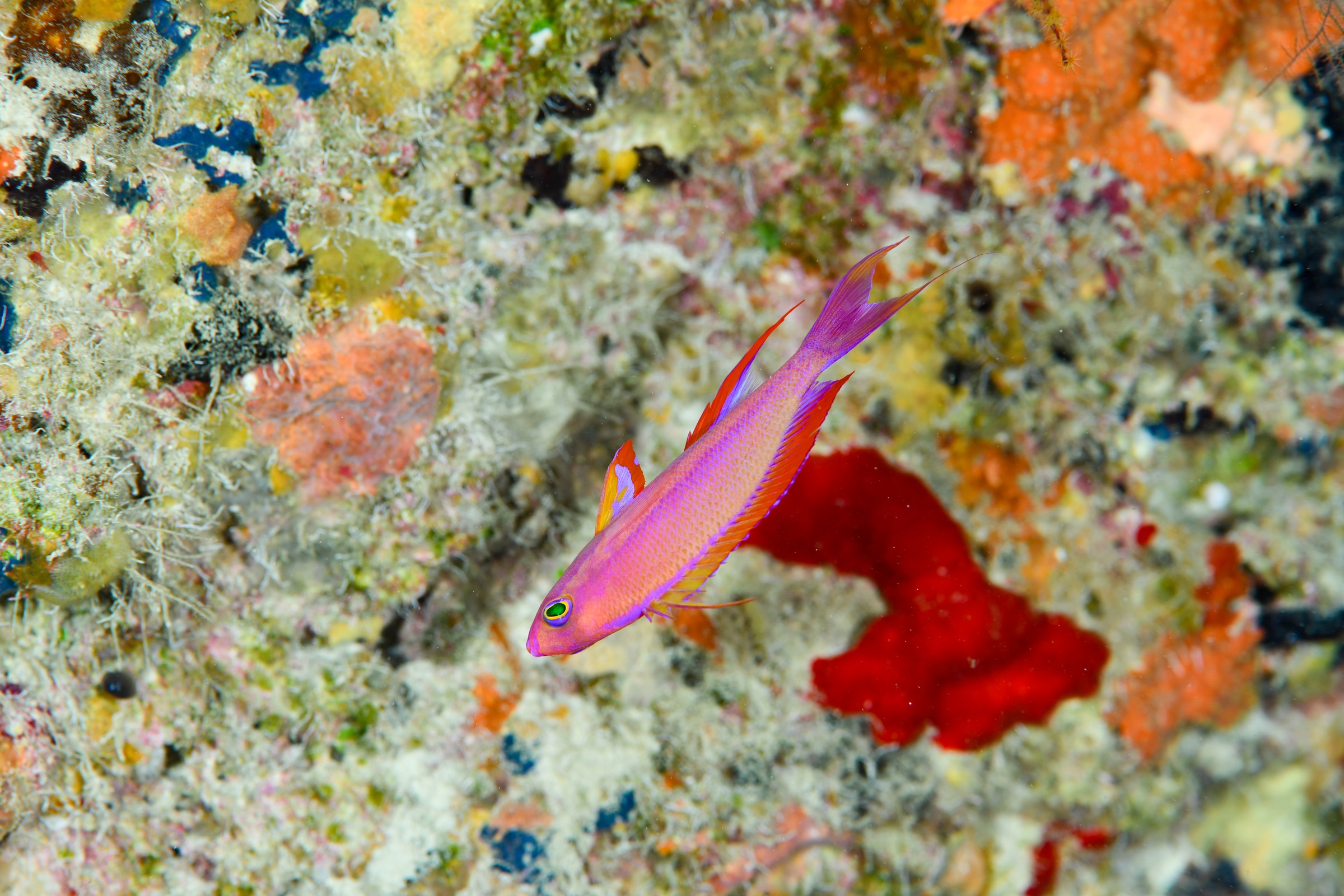 フチドリハナダイのオス(Pseudanthias randalli)