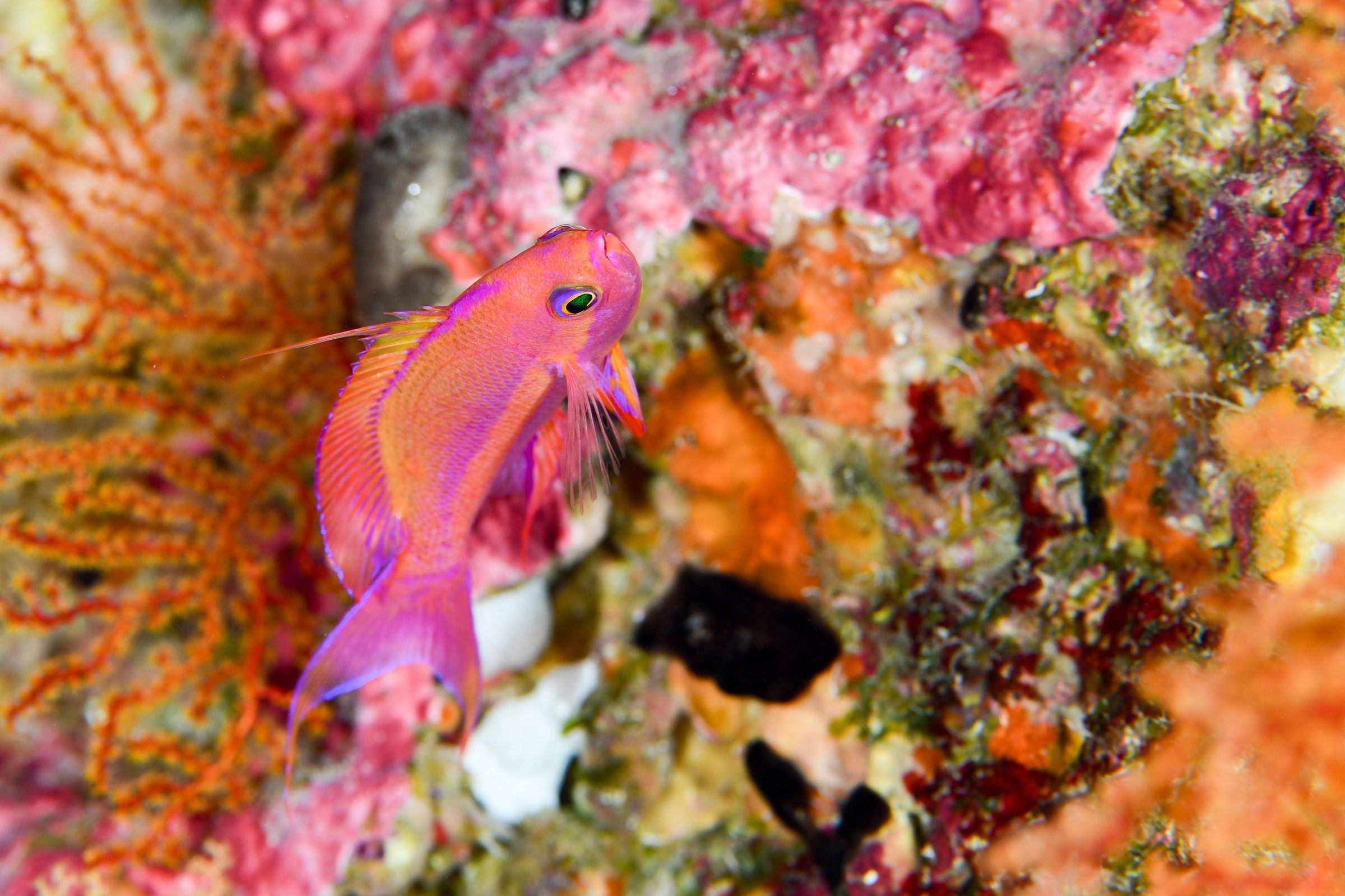 フチドリハナダイのオス(Pseudanthias randalli)