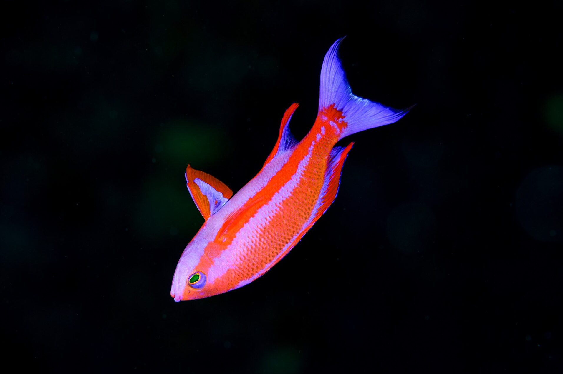 フチドリハナダイ（婚姻色）（Pseudanthias randalli）