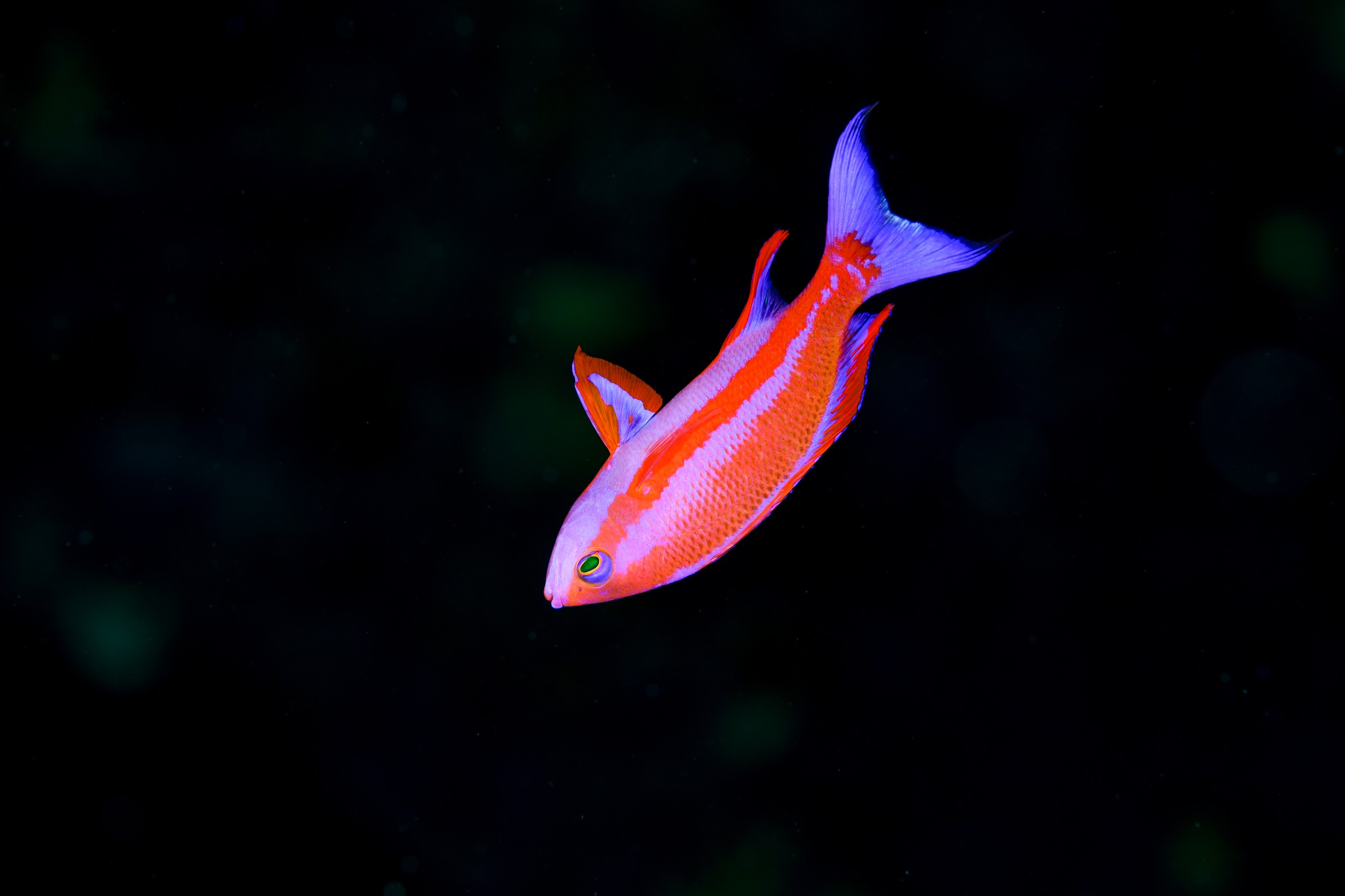 フチドリハナダイ(婚姻色)(Pseudanthias randalli)