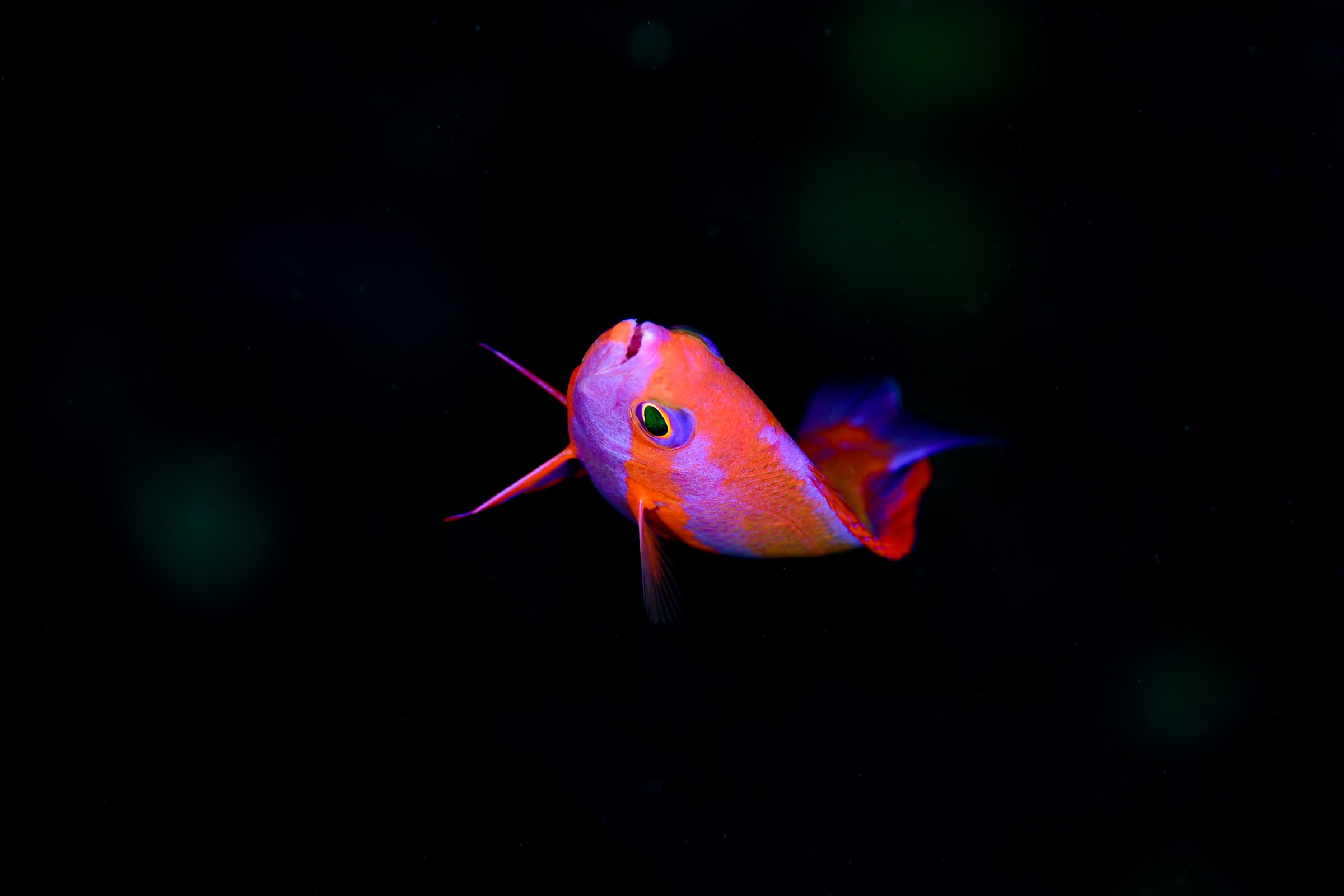 フチドリハナダイ(婚姻色)(Pseudanthias randalli)