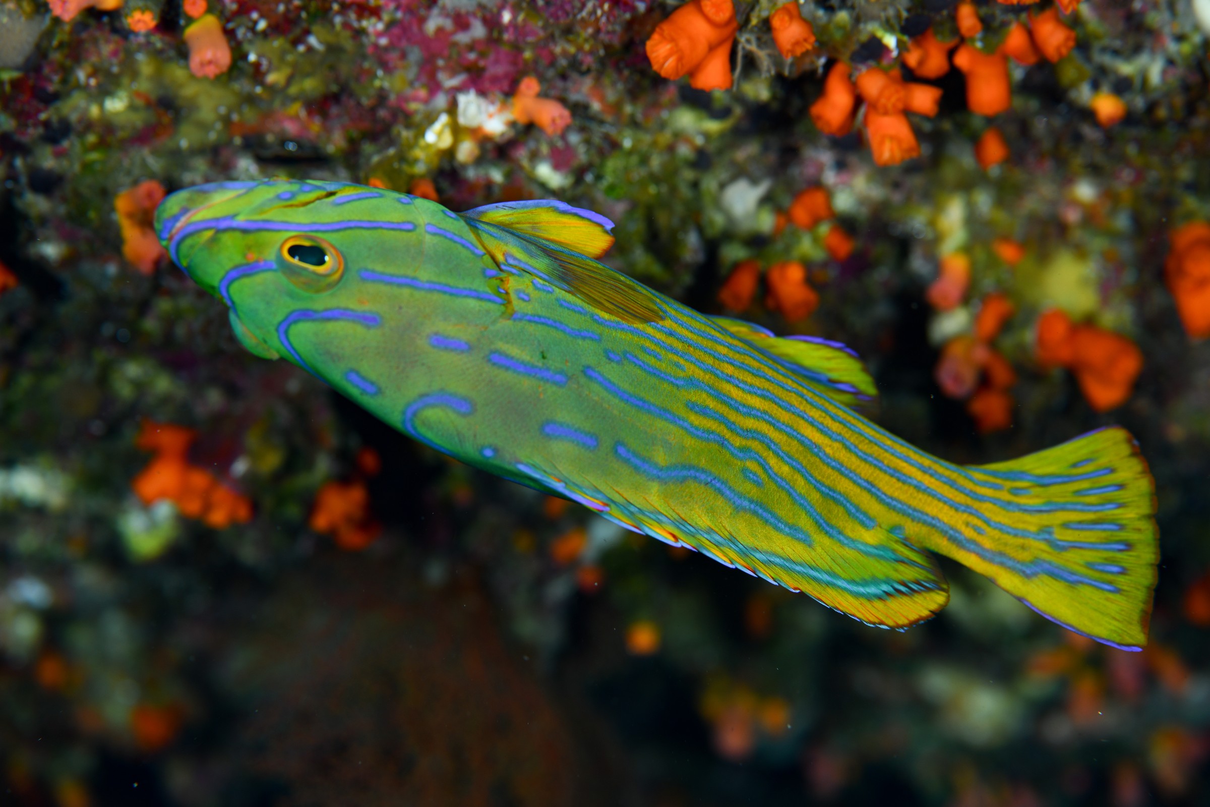 ミナミハタ(Cephalopholis polleni)