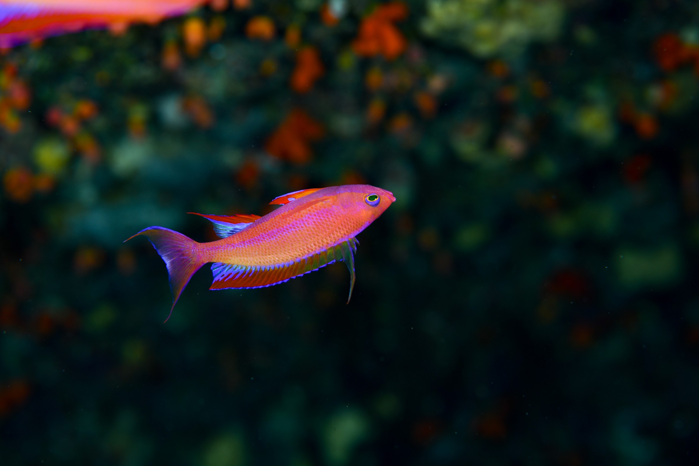 フチドリハナダイのオス(Pseudanthias randalli)