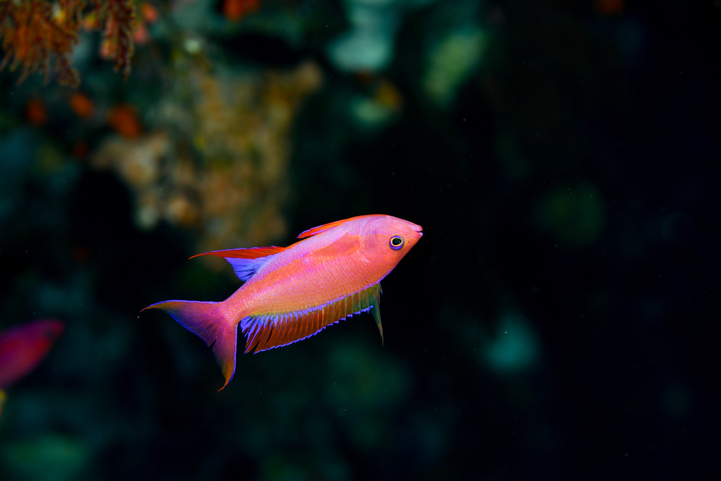 フチドリハナダイのオス(Pseudanthias randalli)