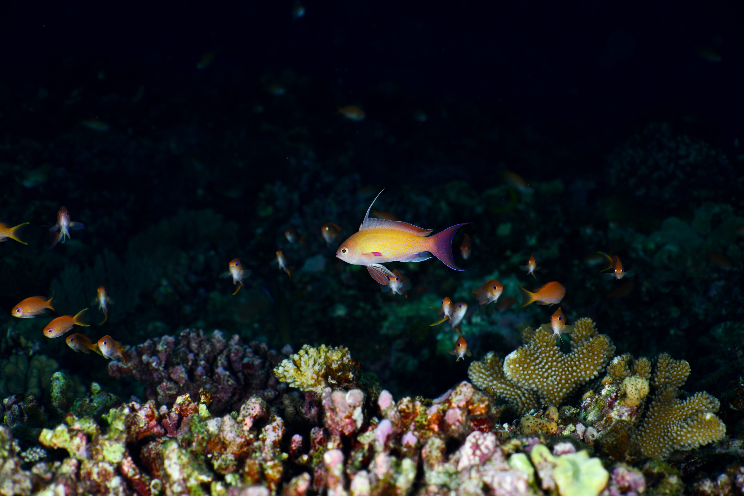 MFO-3で撮影したキンギョハナダイ(Pseudanthias squamipinnis)