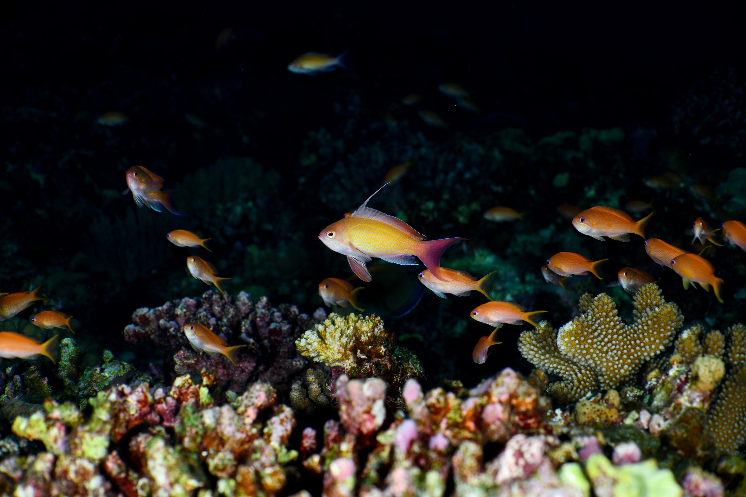MFO-3で撮影したキンギョハナダイ(Pseudanthias squamipinnis)