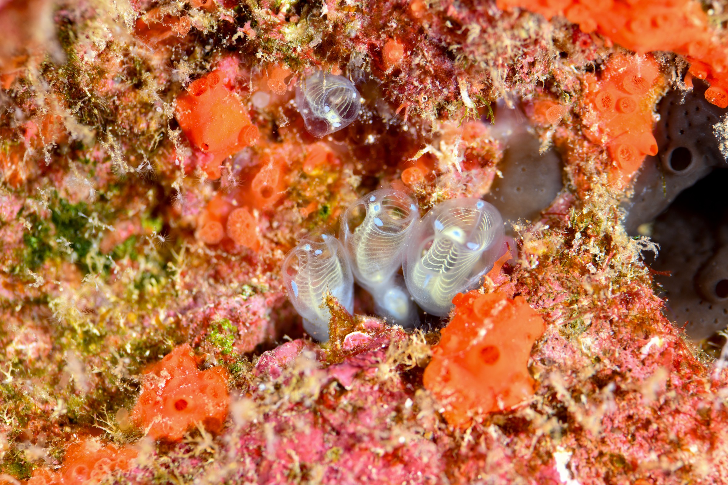 ガイコツパンダホヤ(Clavelina ossipandae)