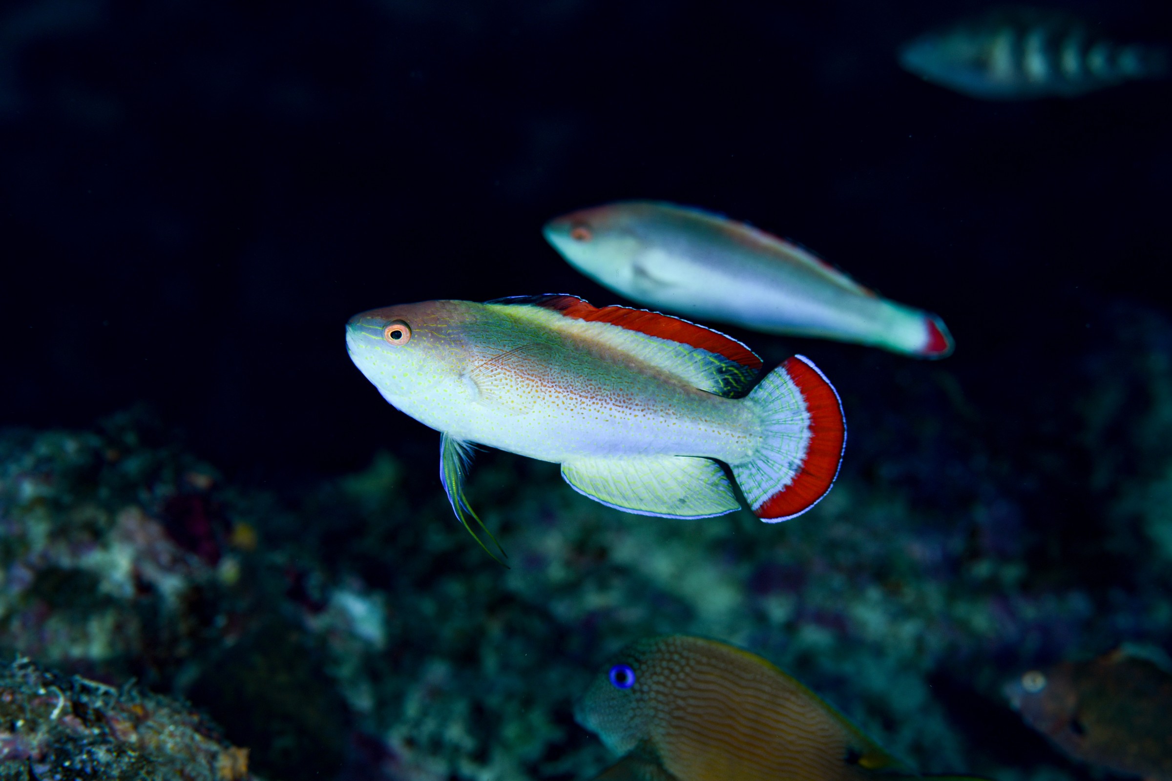 ベニヒレイトヒキベラ(Cirrhilabrus rubrimarginatus)
