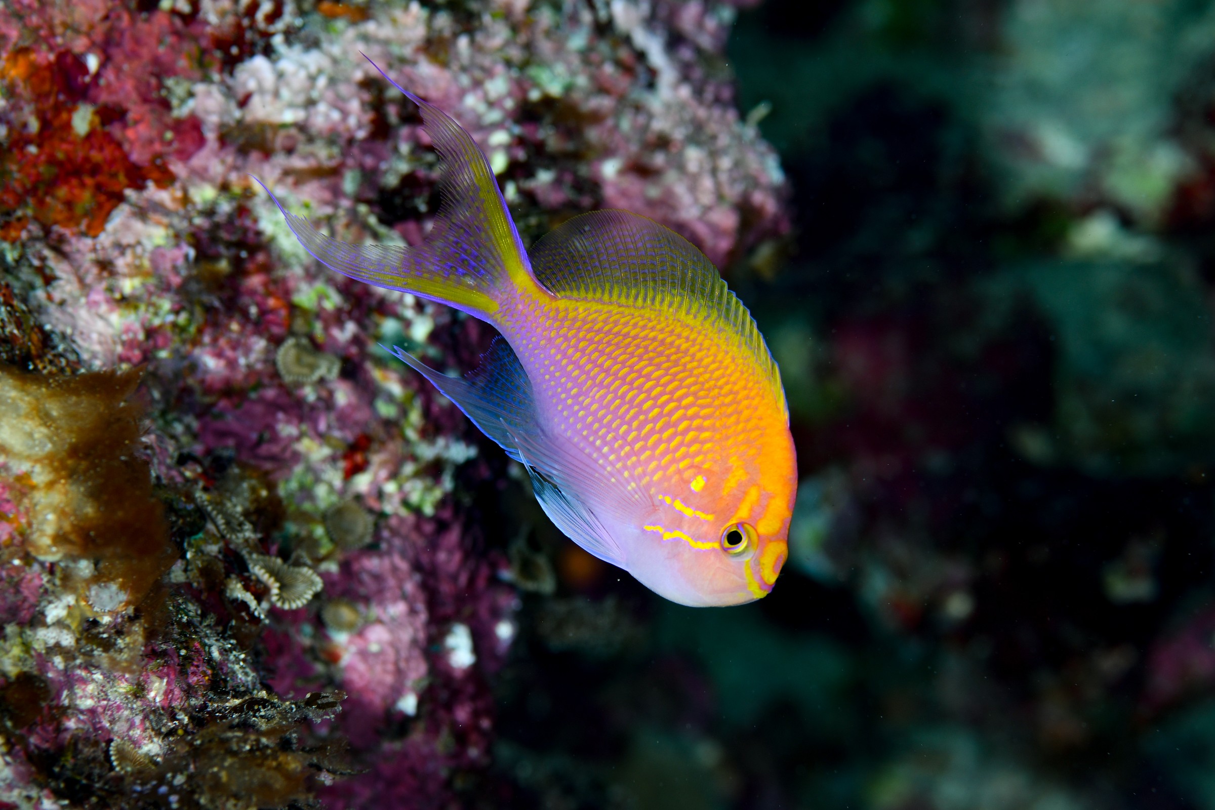ハナゴンベ(Serranocirrhitus latus)