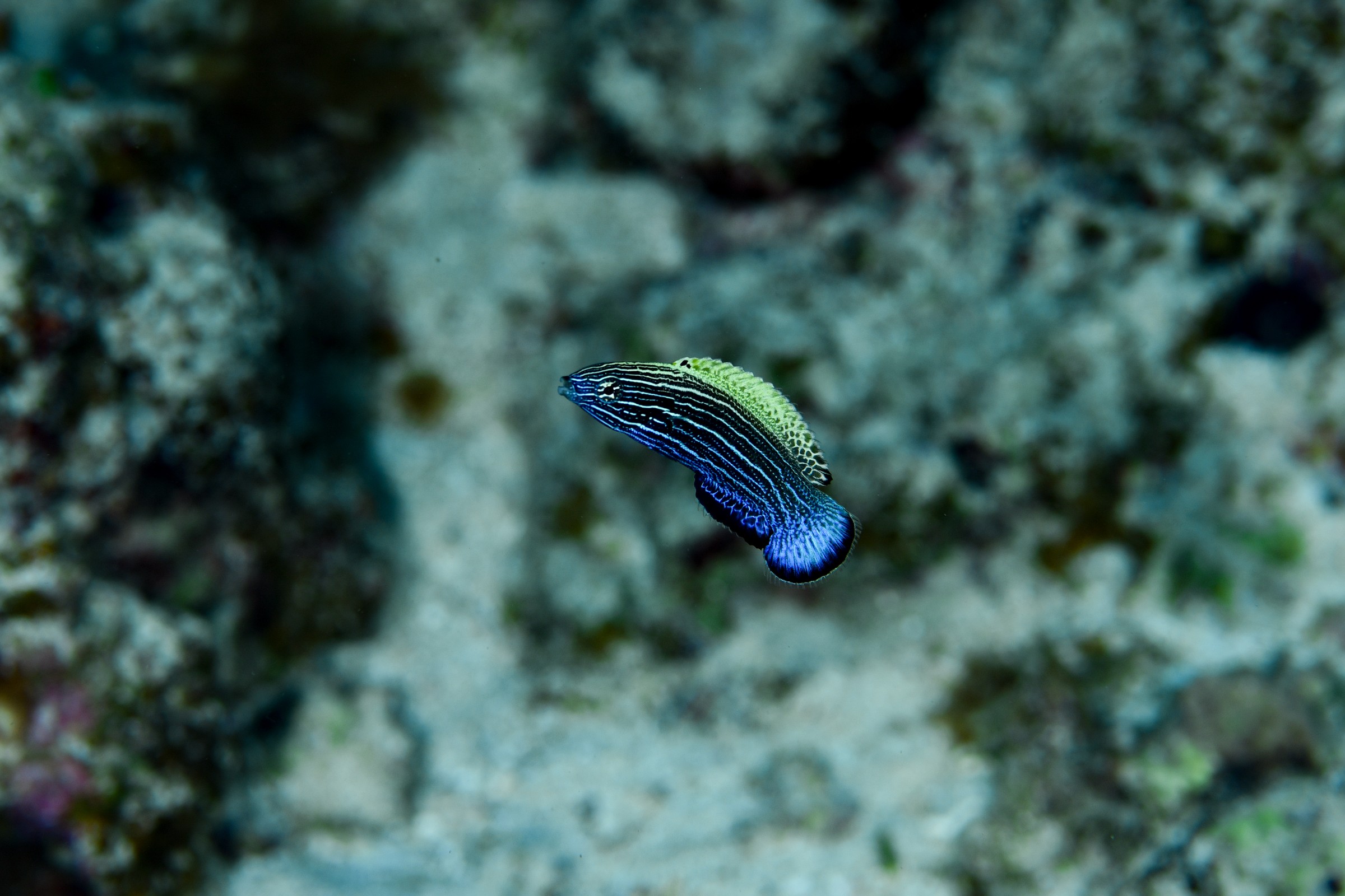 ミヤケベラ(Labropsis xanthonota)
