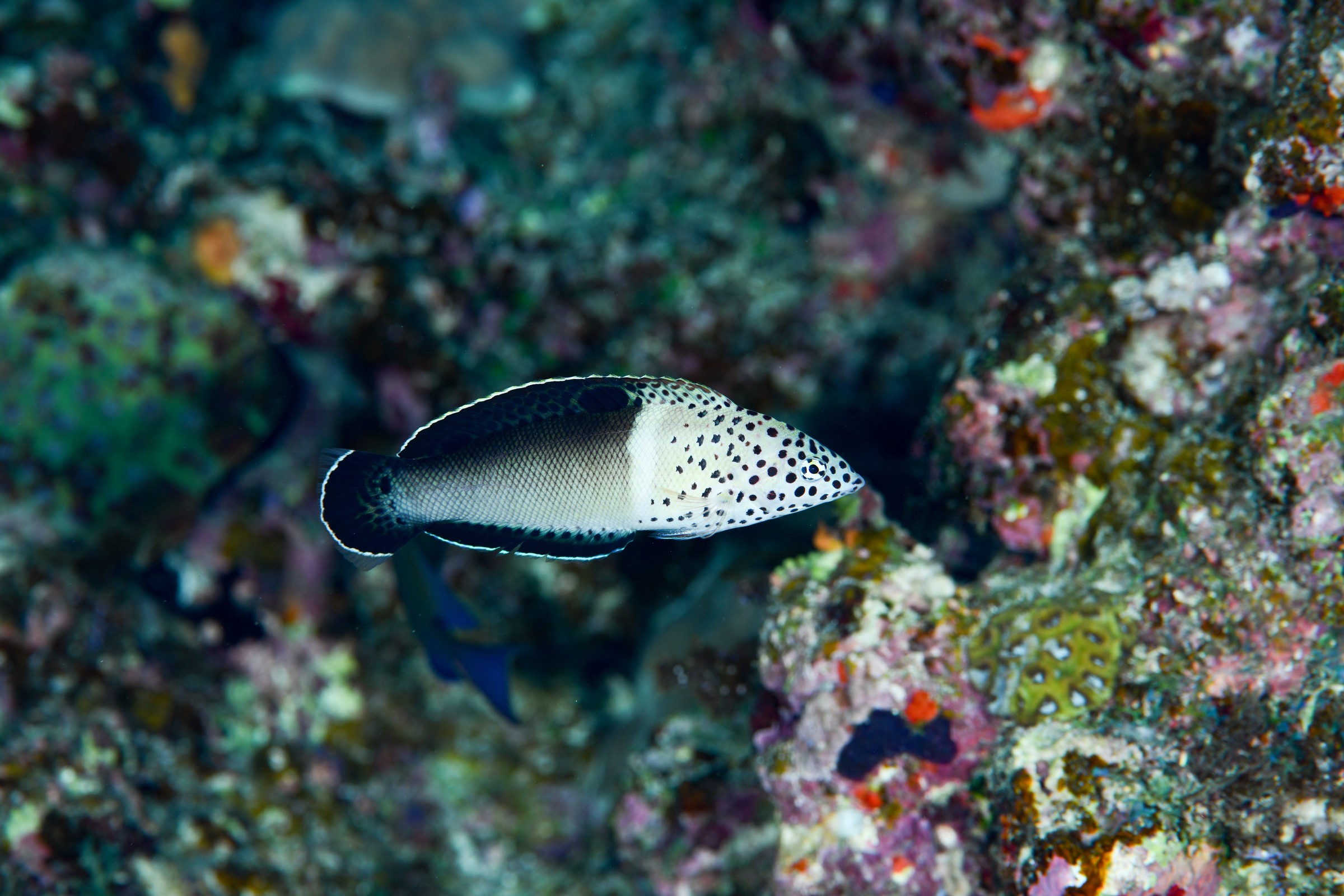 カンムリベラ(若魚)(Coris aygula)