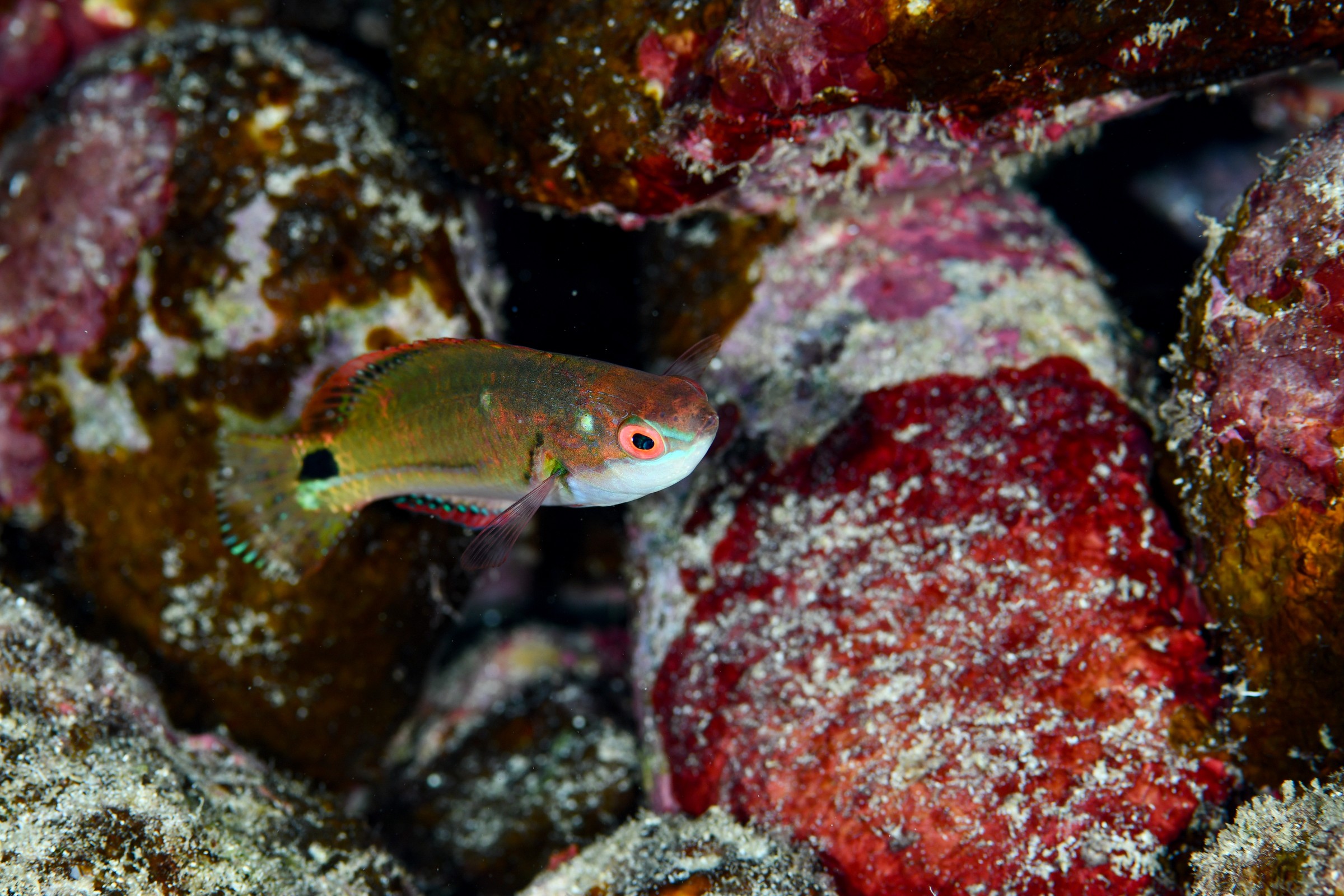 ニシキイトヒキベラ(Cirrhilabrus exquisitus)