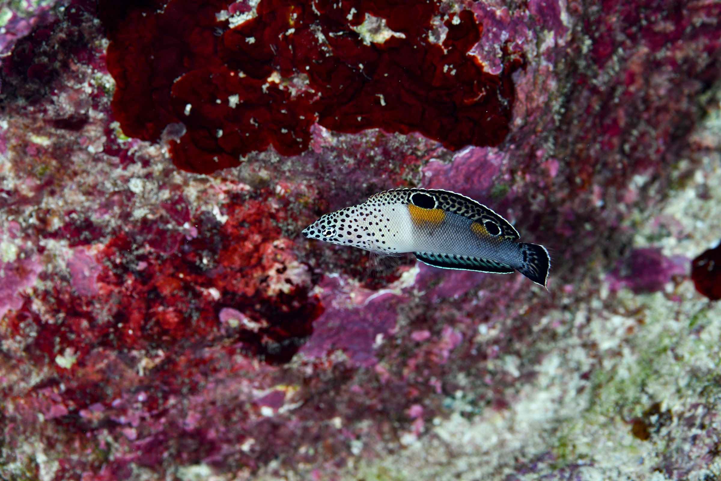 カンムリベラ(若魚)(Coris aygula)