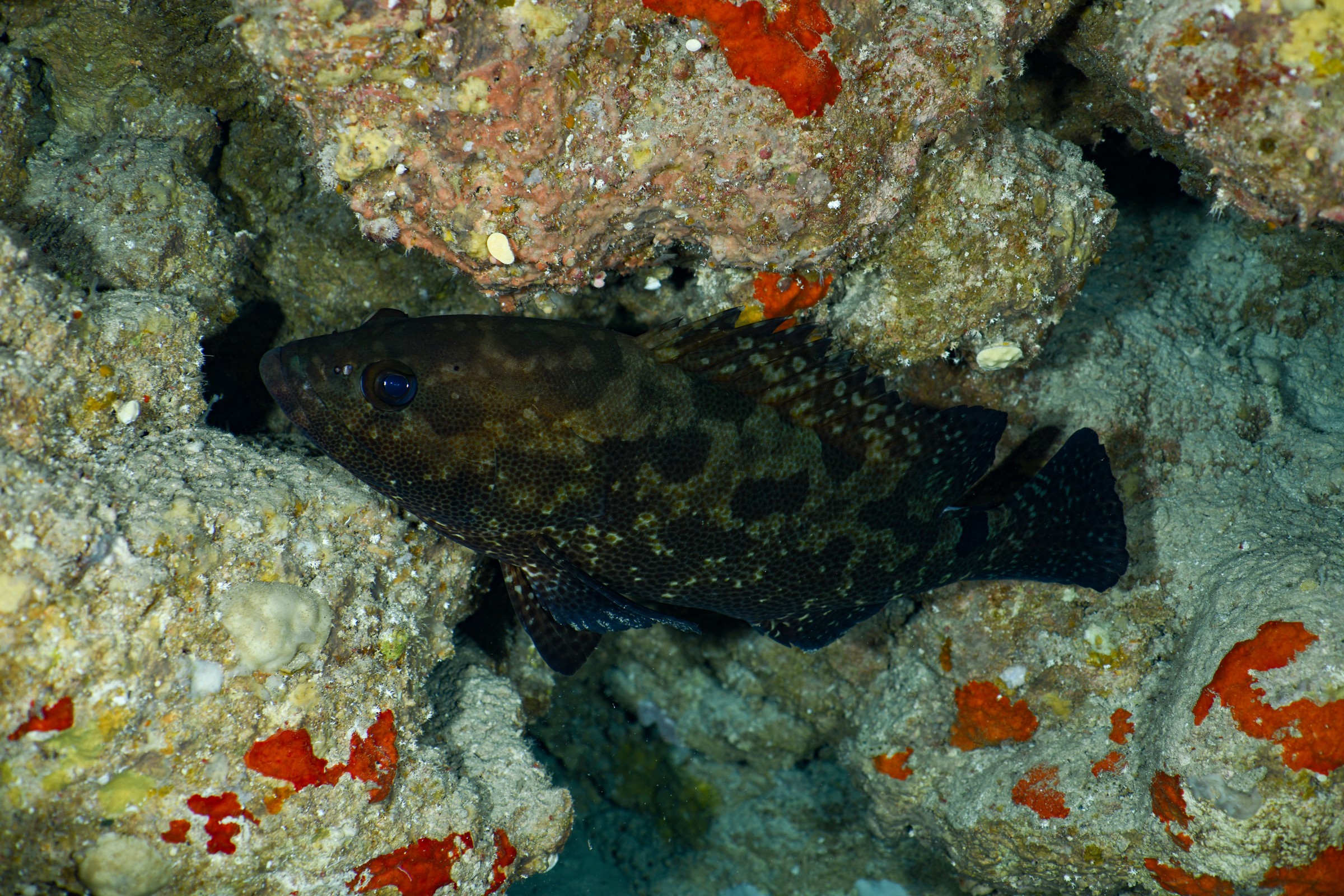 マダラハタ(Epinephelus polyphekadion)