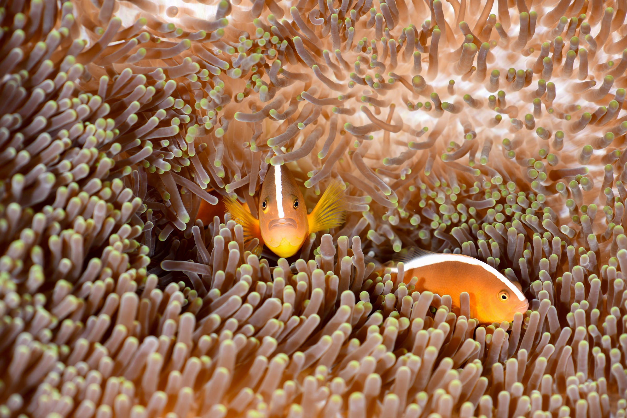 セジロクマノミ(Amphiprion sandaracinos)