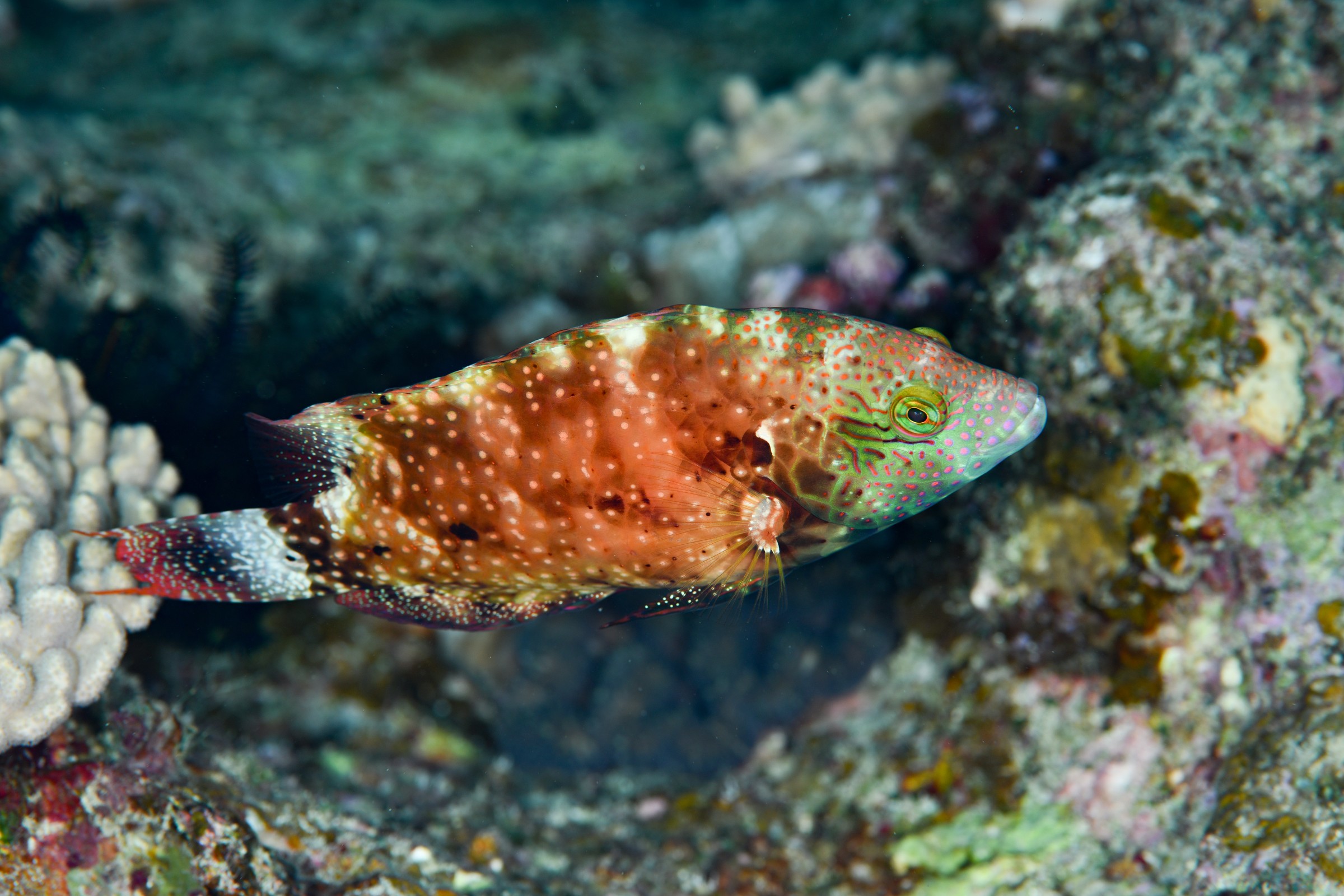 アカテンモチノウオ(Cheilinus chlorourus)