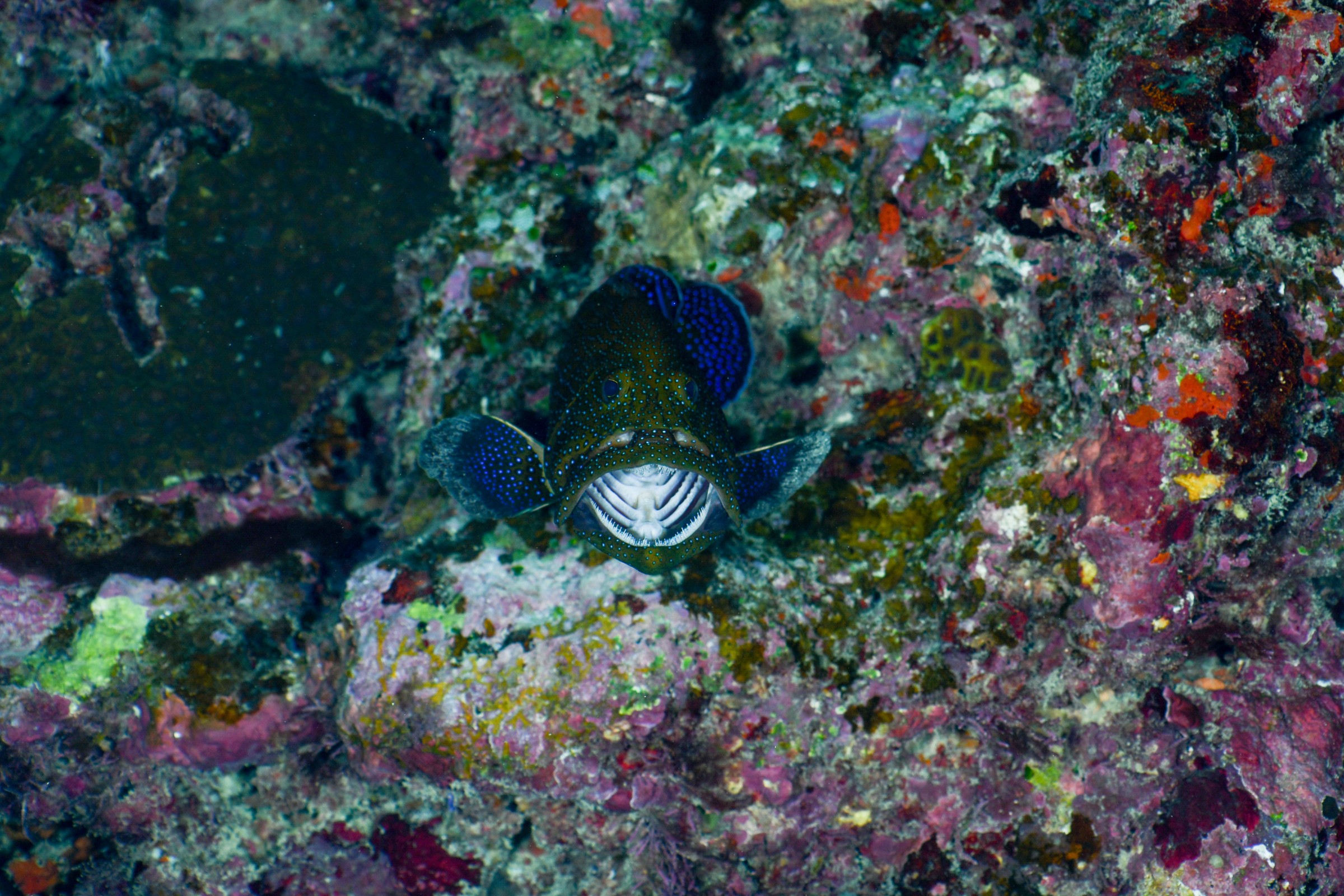 アオノメハタ(Cephalopholis argus)