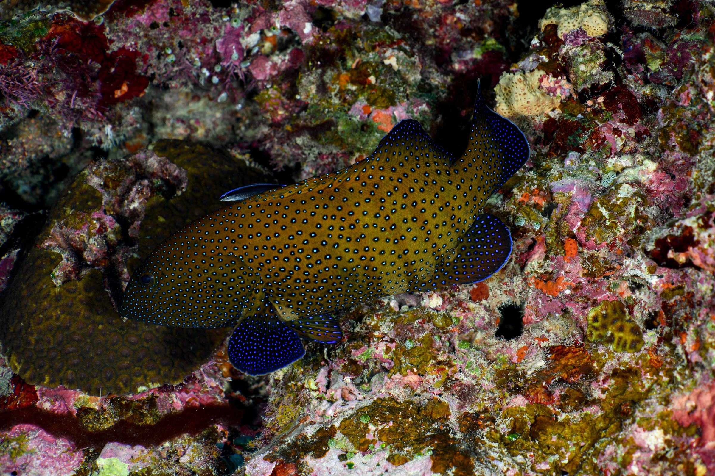 アオノメハタ(Cephalopholis argus)