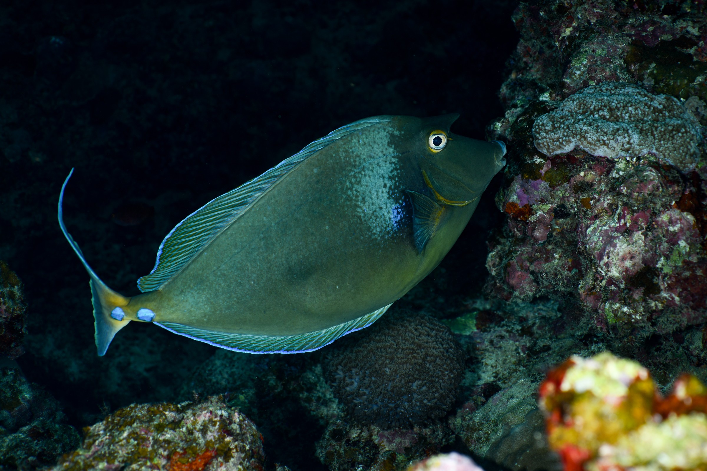 テングハギ(Naso unicornis)