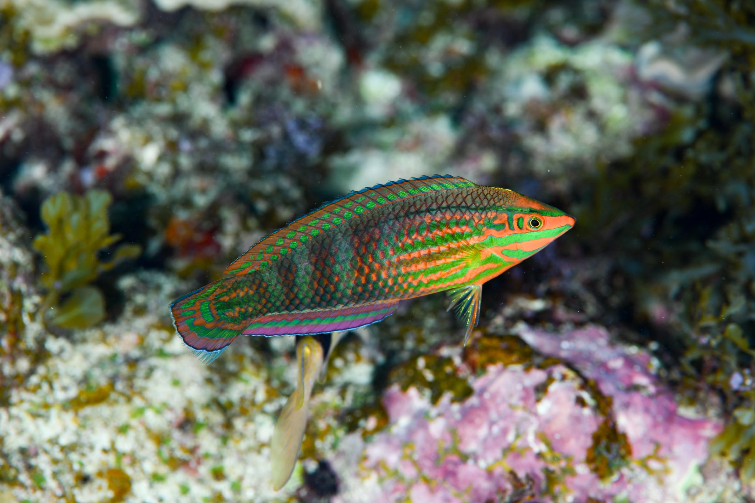 ニシキキュウセン(Halichoeres biocellatus)