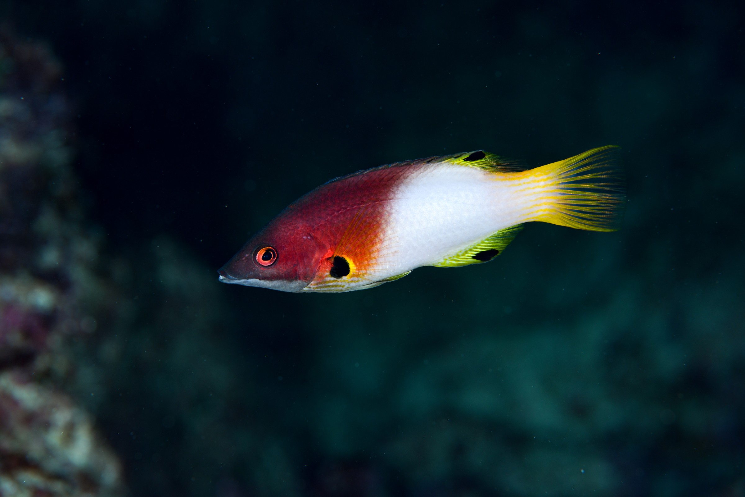 スミツキベラ(Bodianus axillaris)