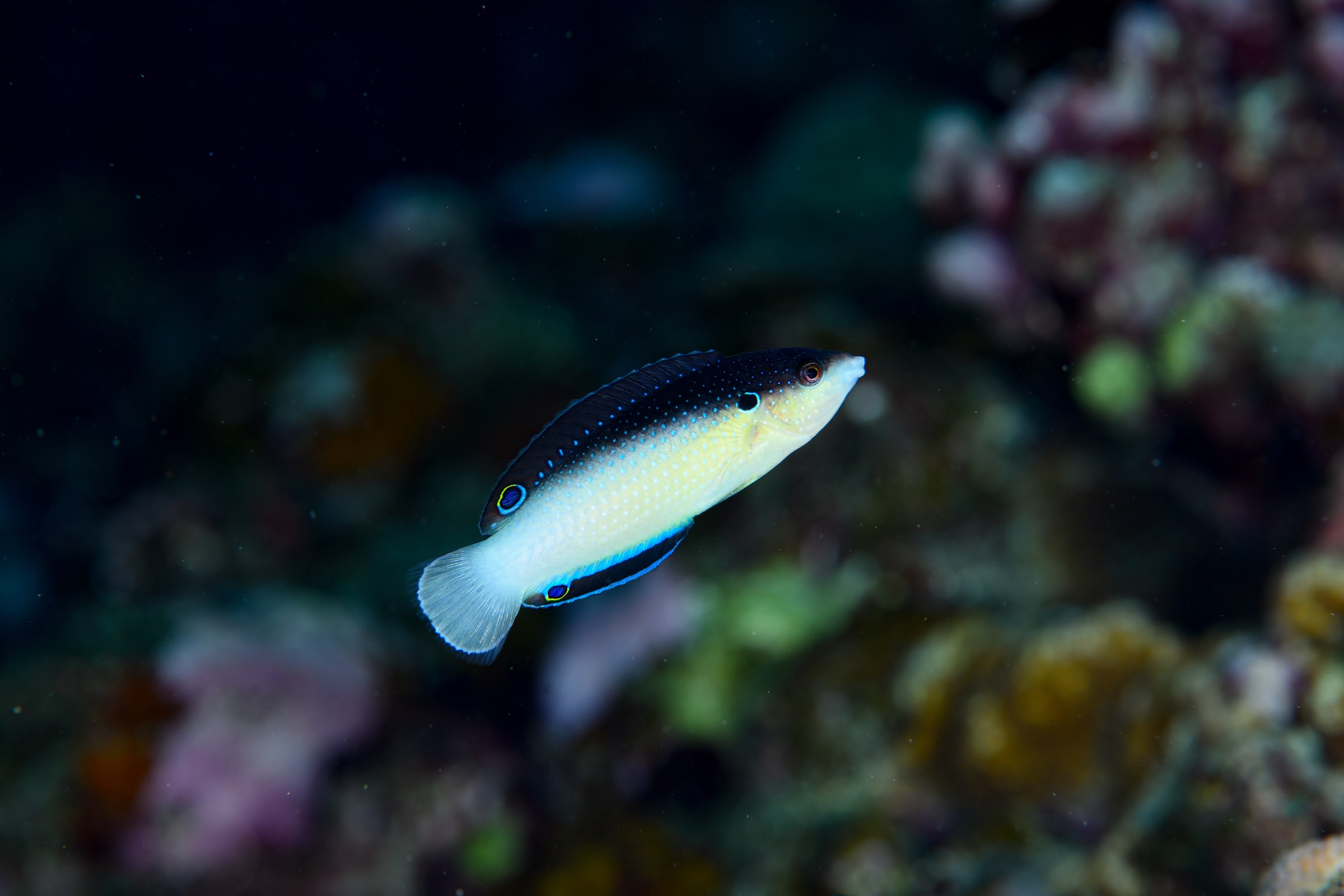 ニューギニアベラ(Anampses neoguinaicus)